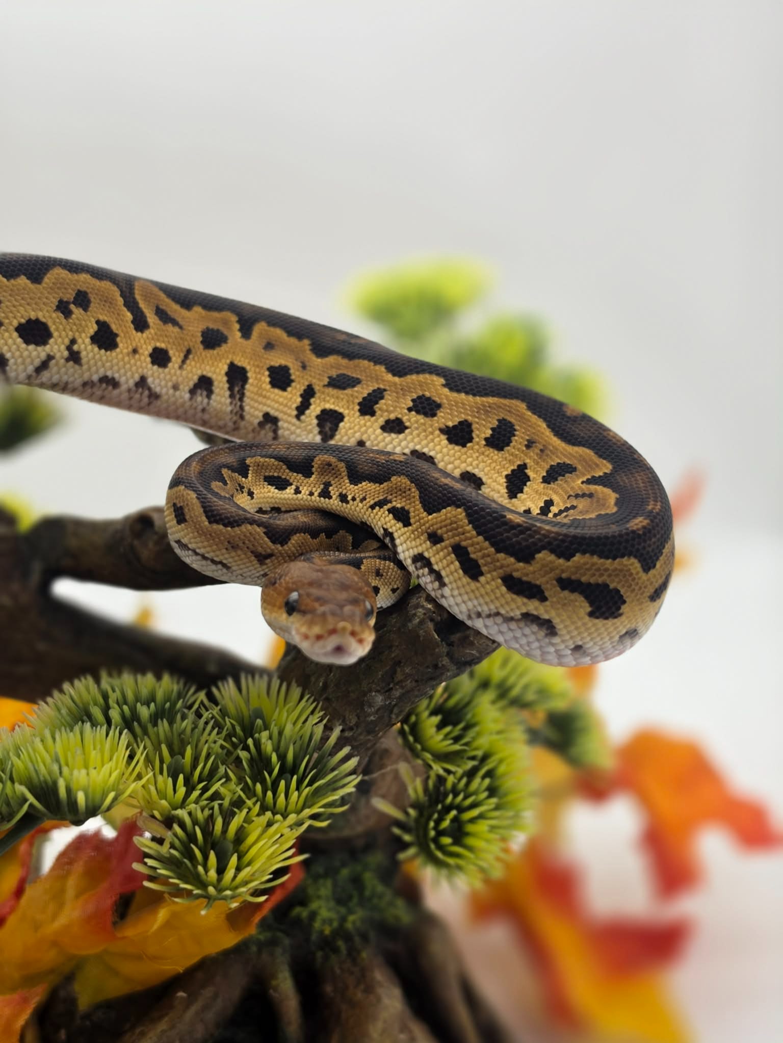 animal image