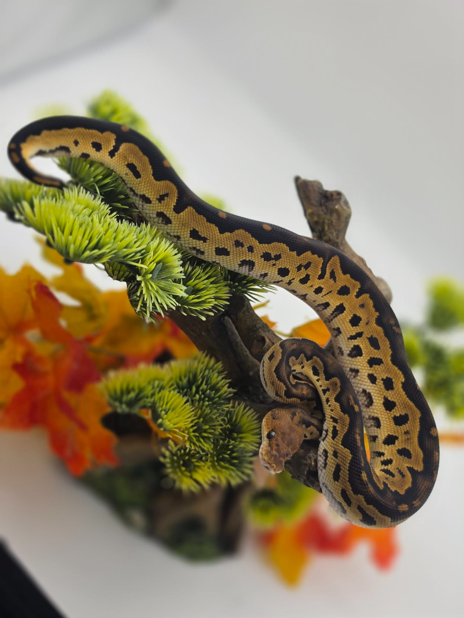 animal image