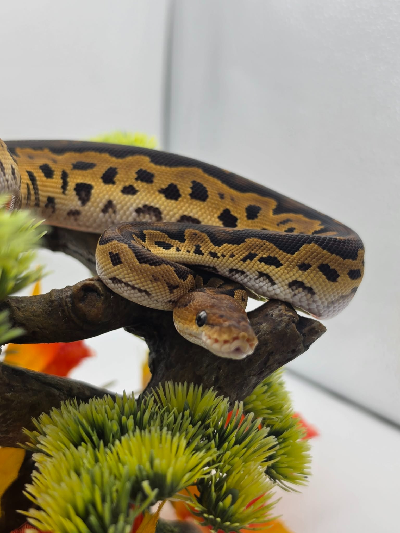 animal image