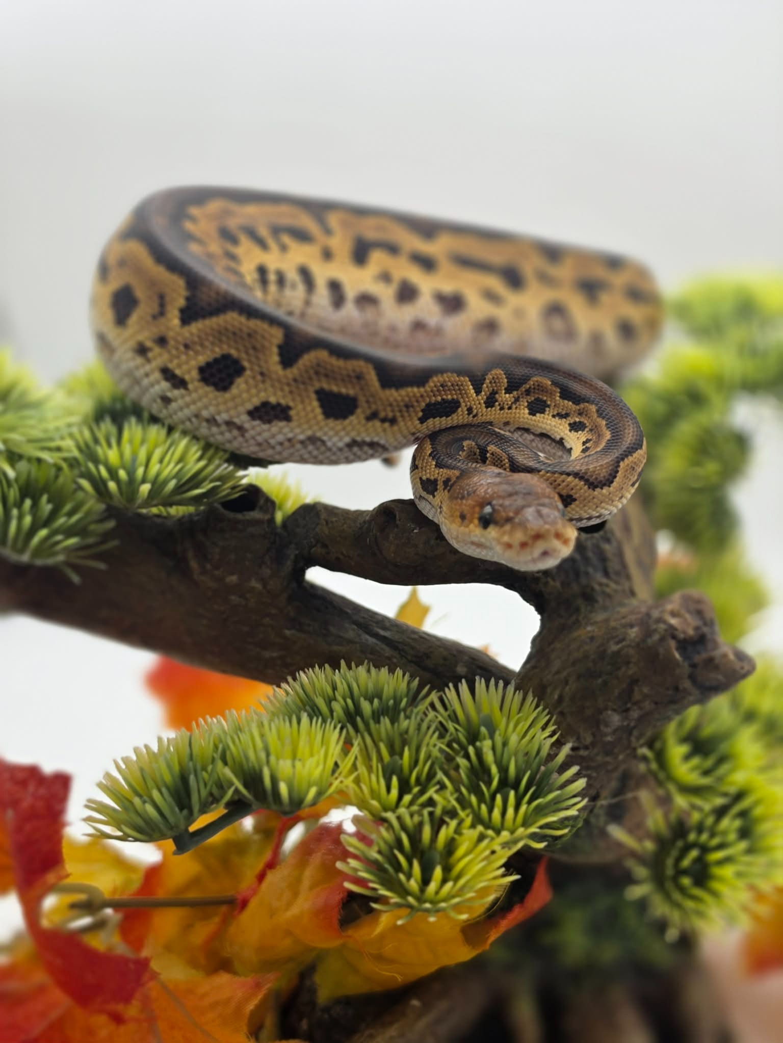 animal image