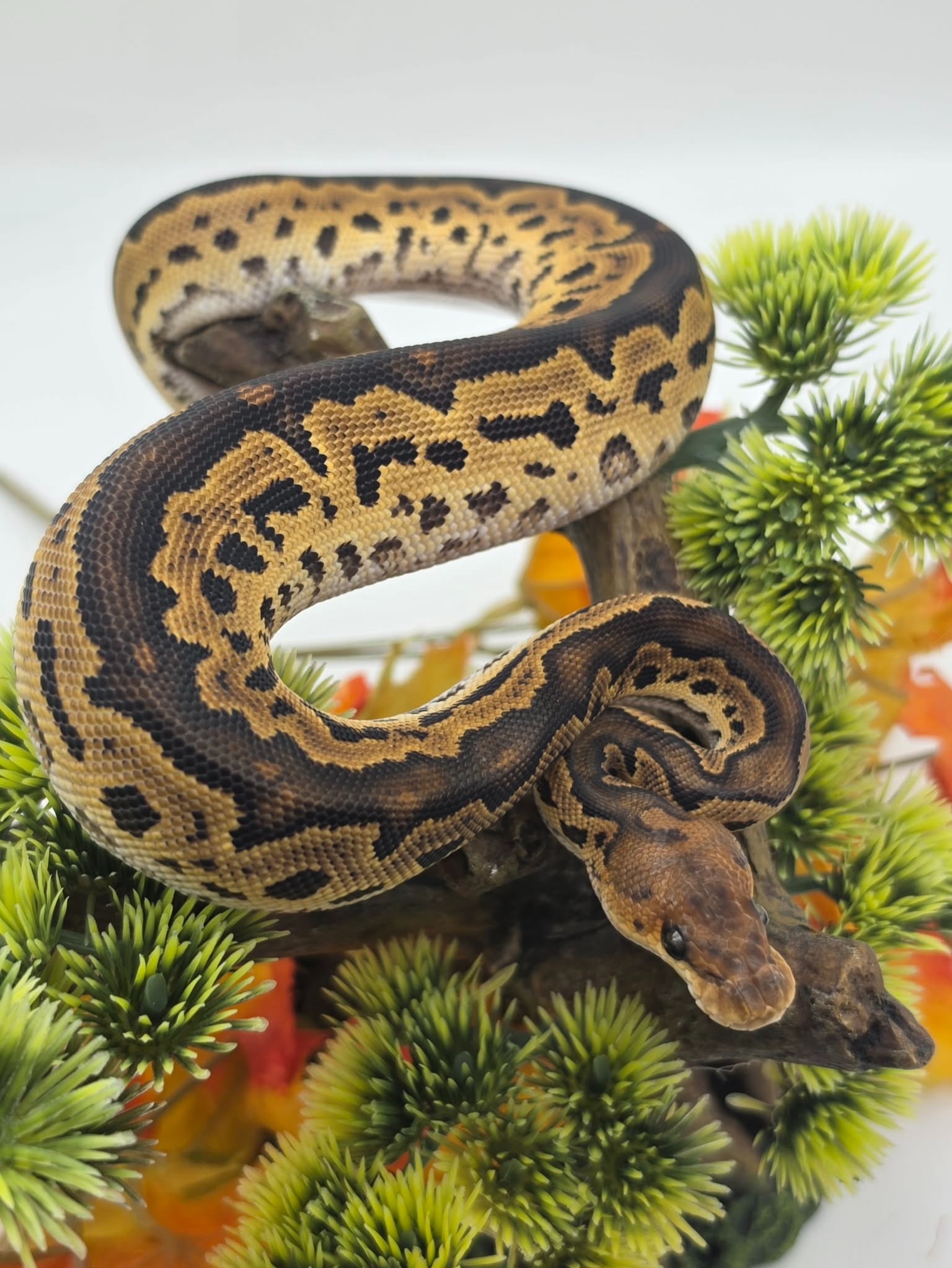 animal image