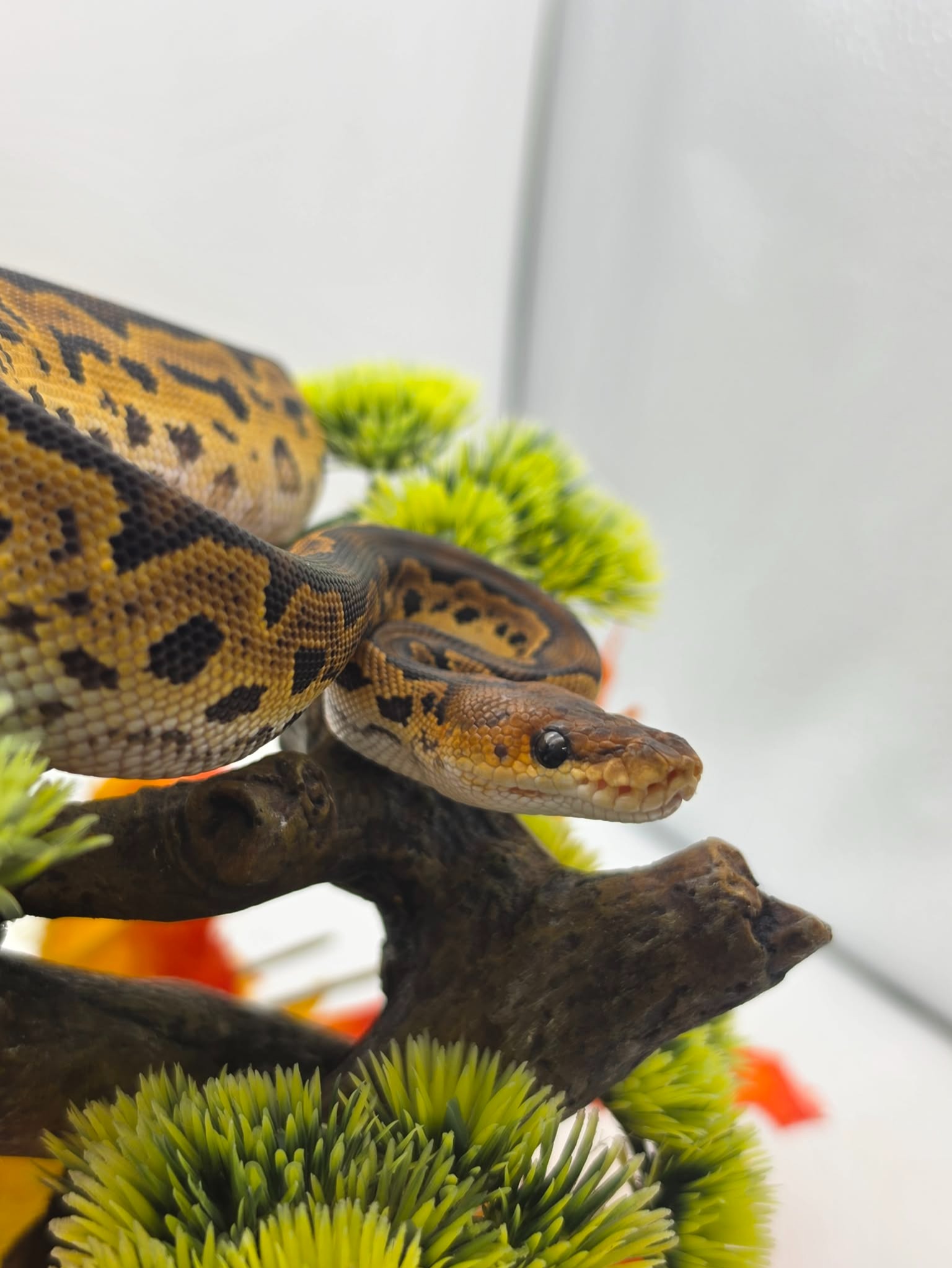 animal image