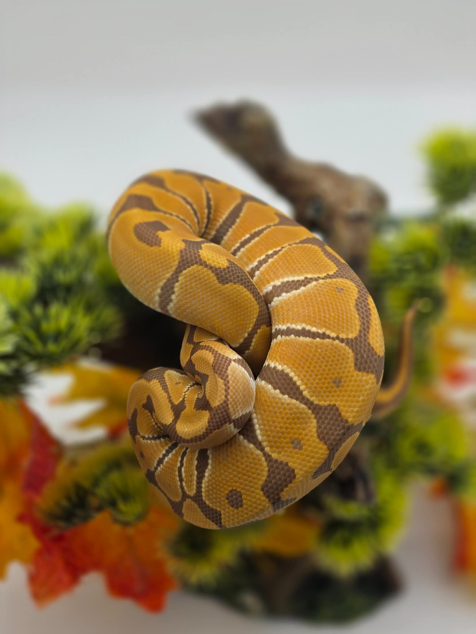 animal image