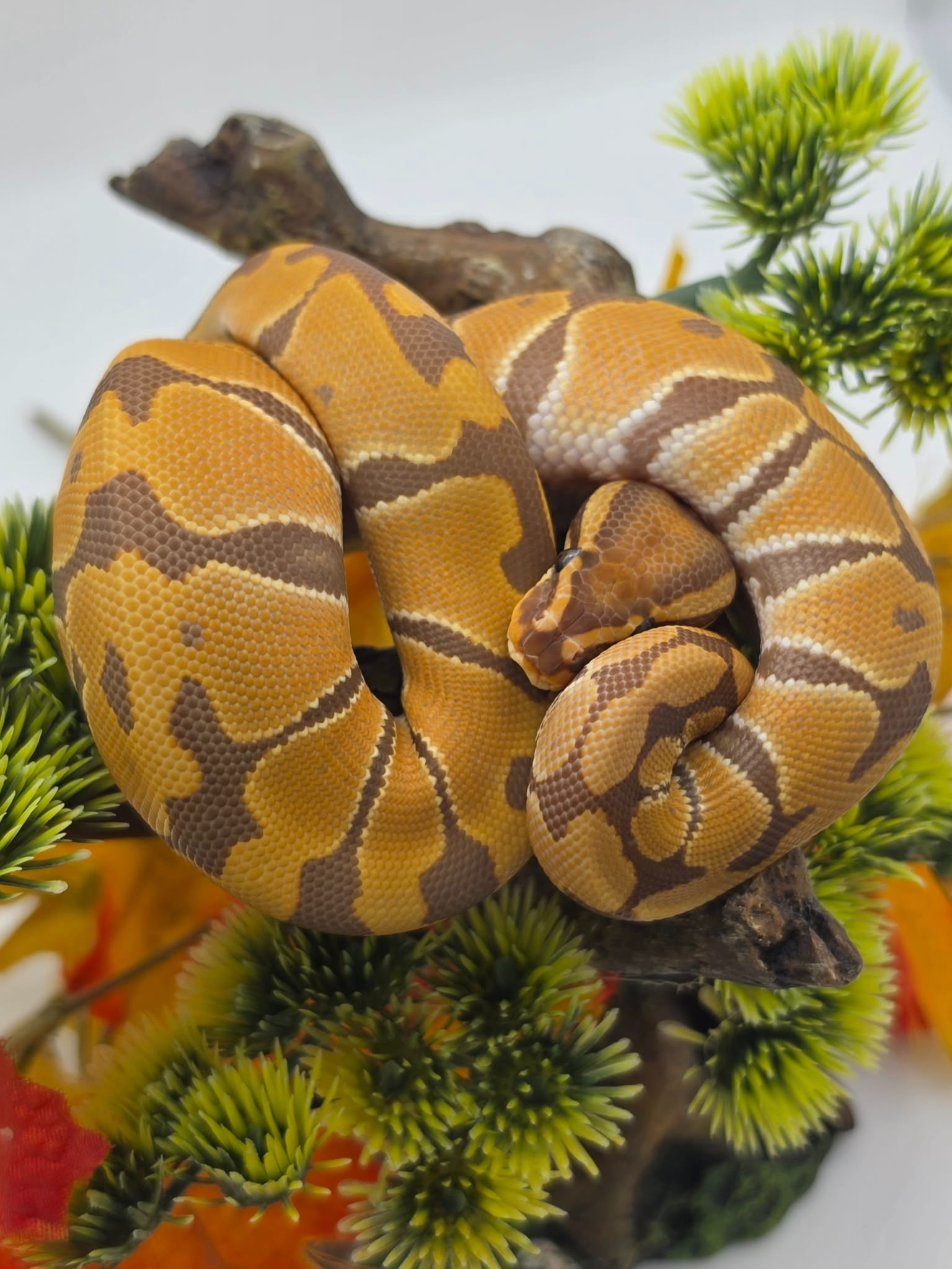 animal image