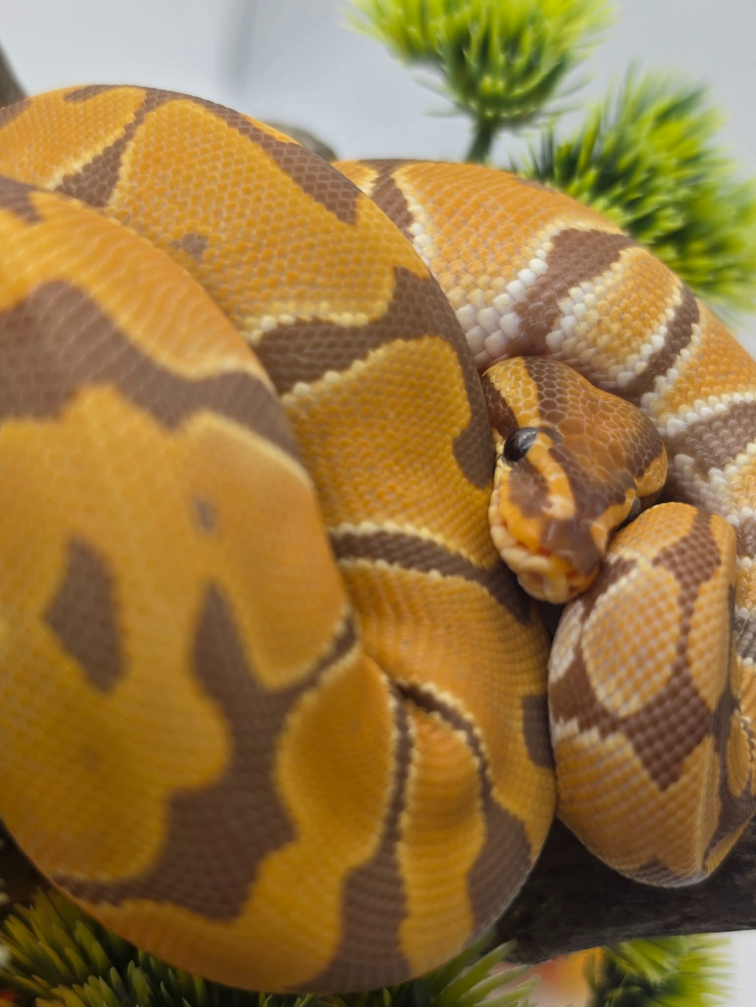animal image
