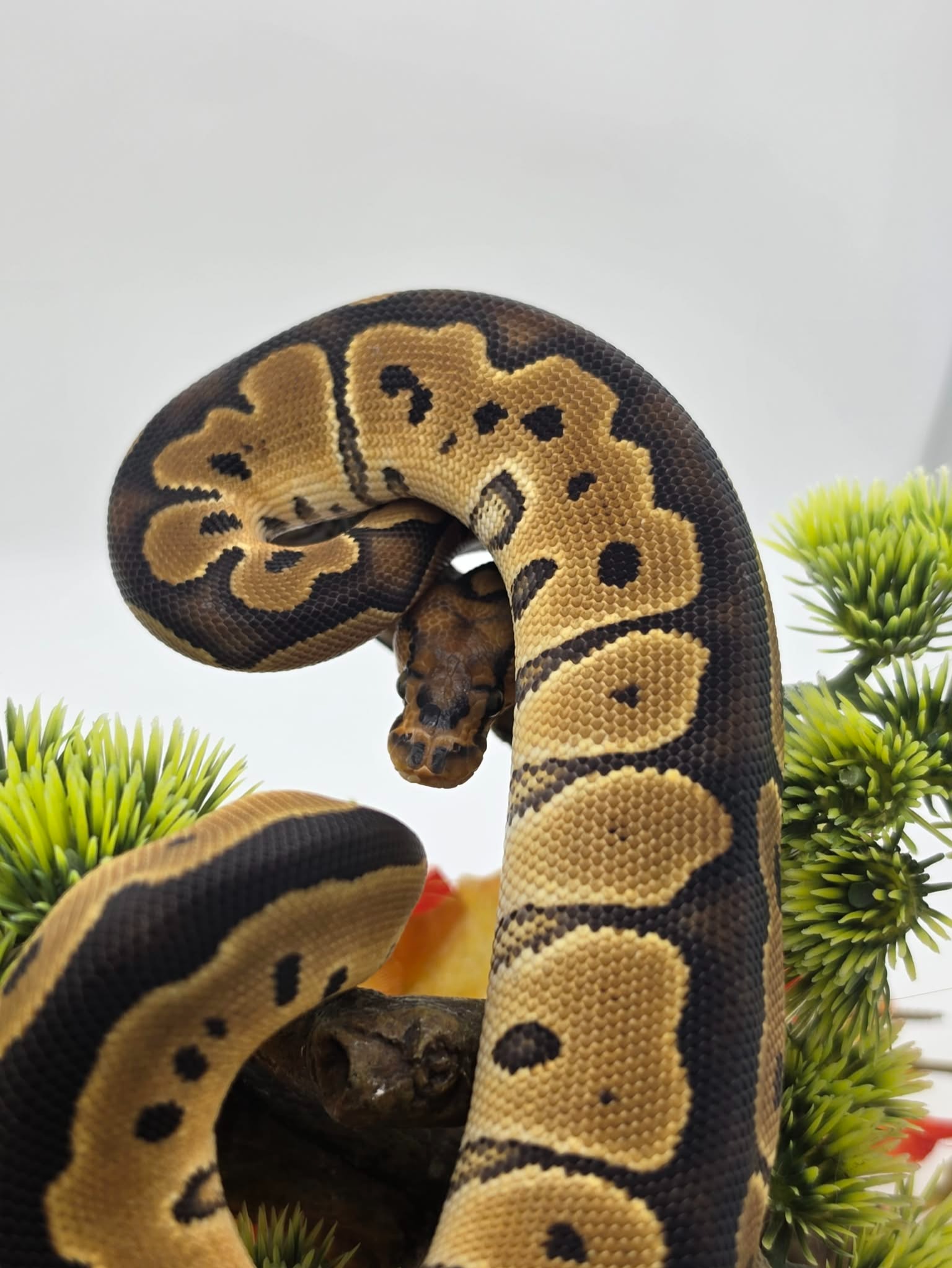animal image