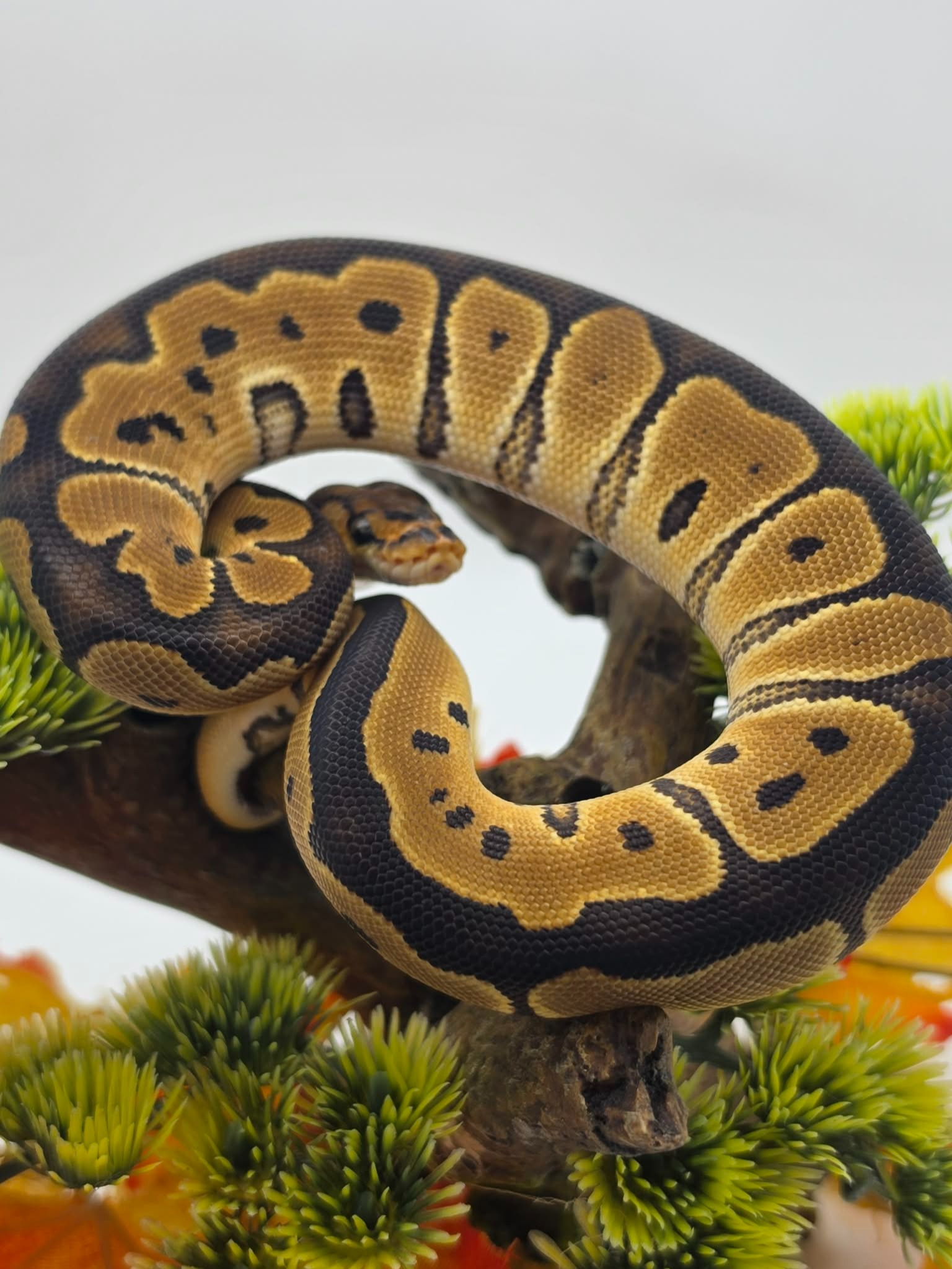 animal image