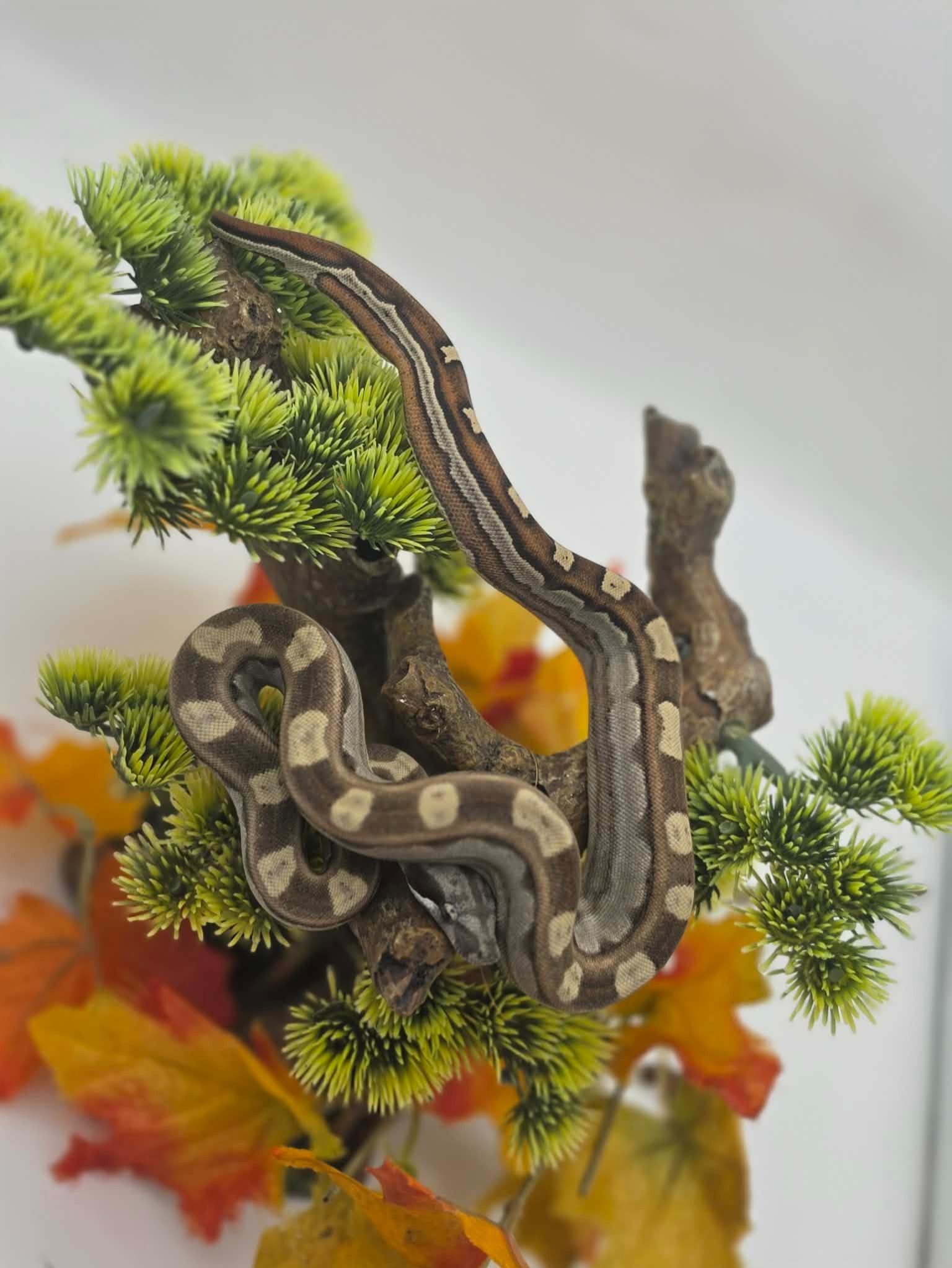 animal image
