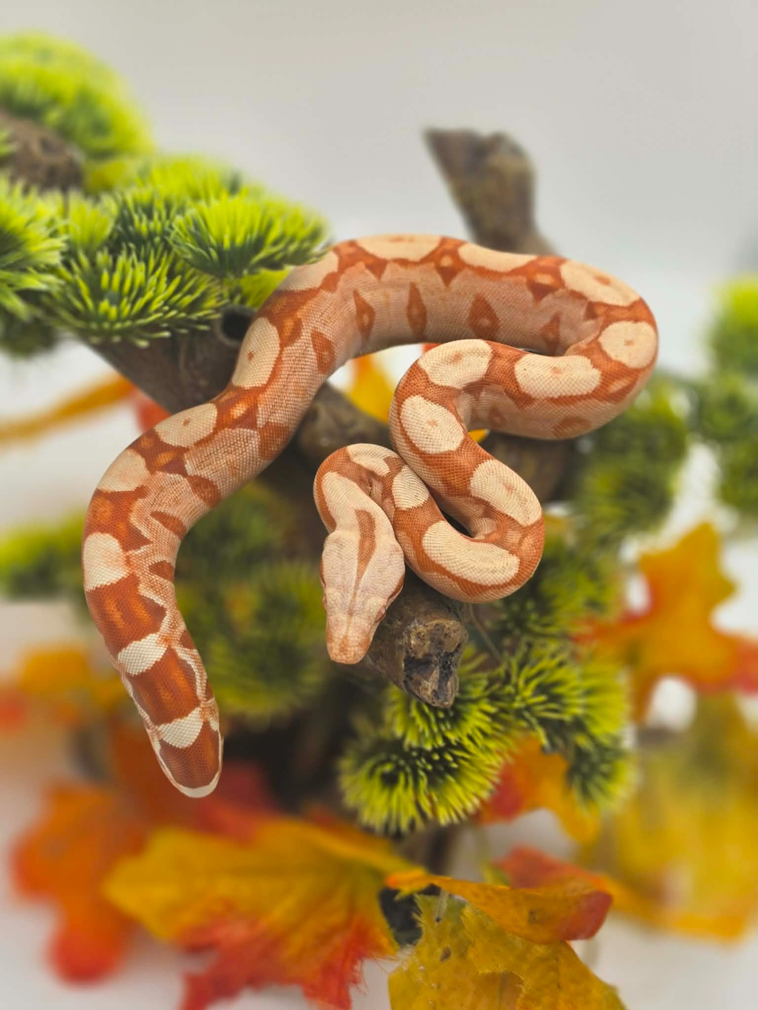 animal image
