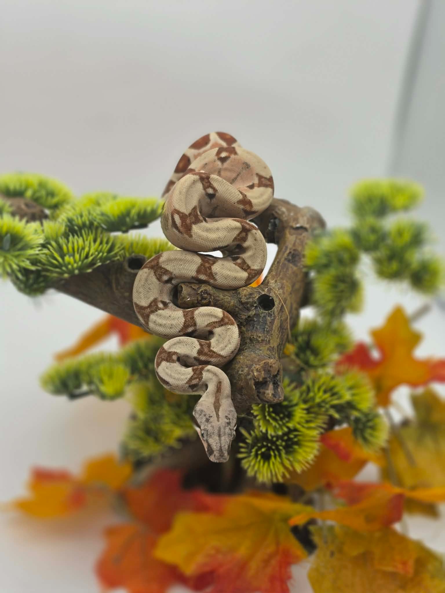 animal image