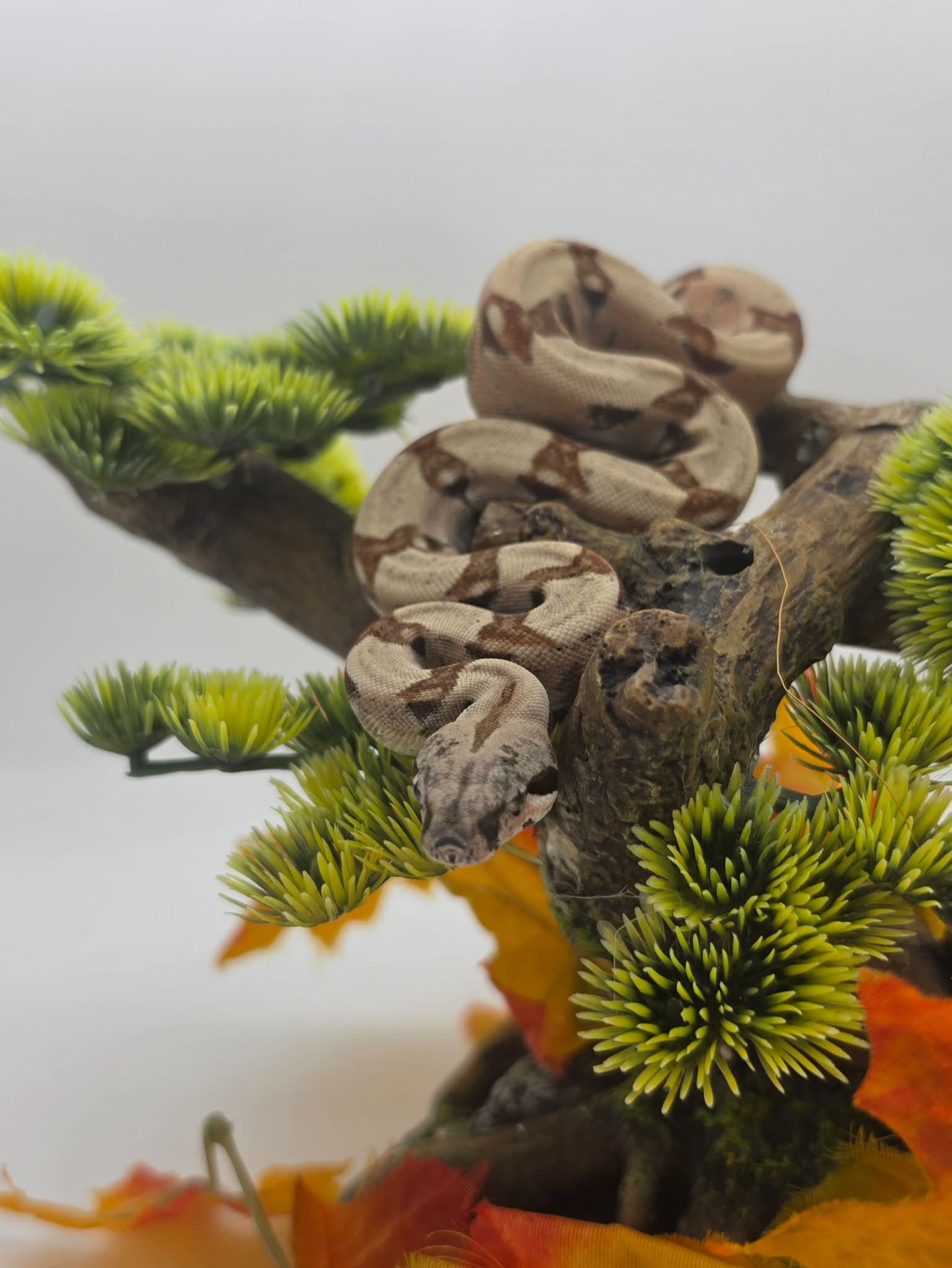animal image