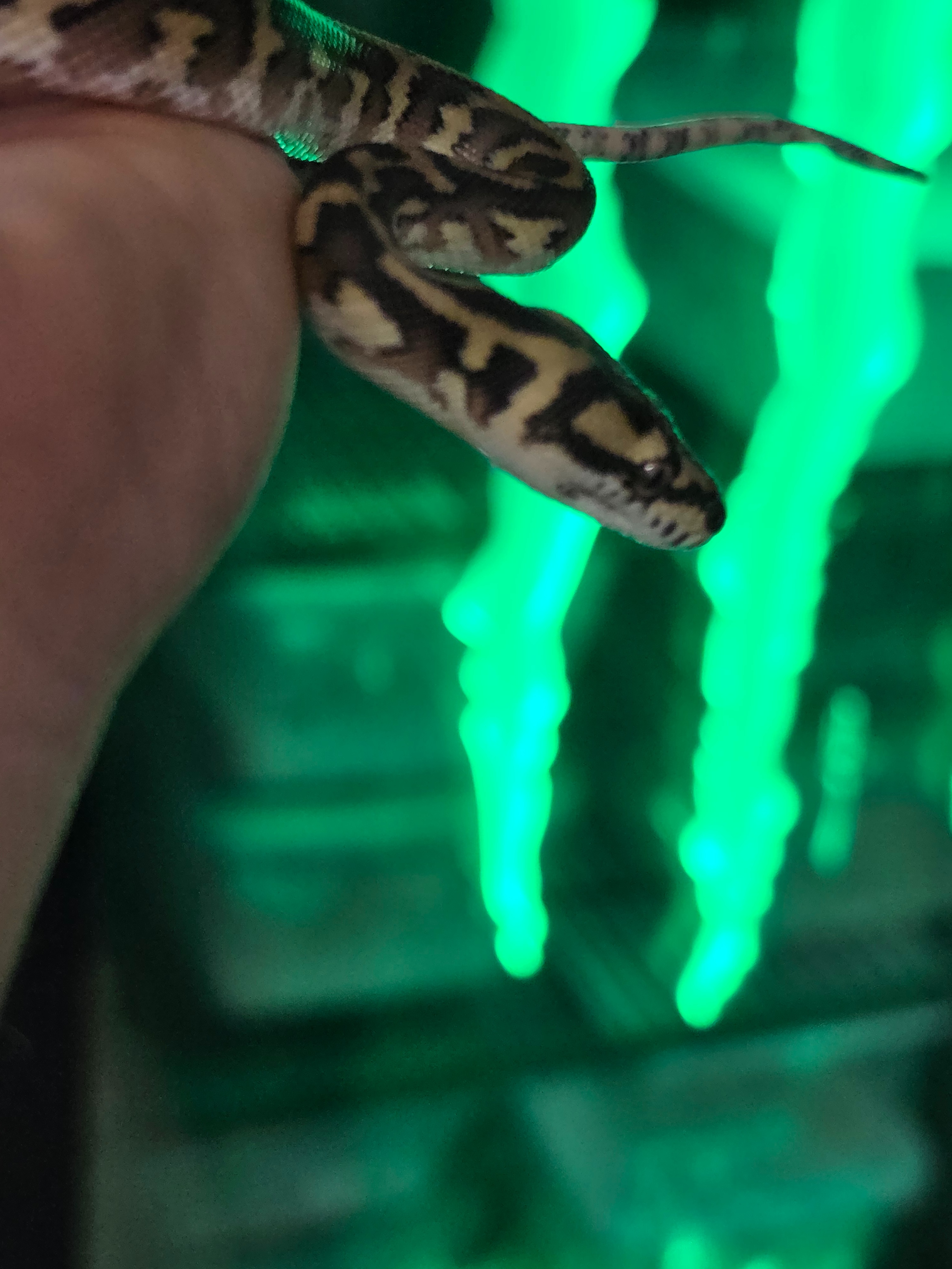 animal image