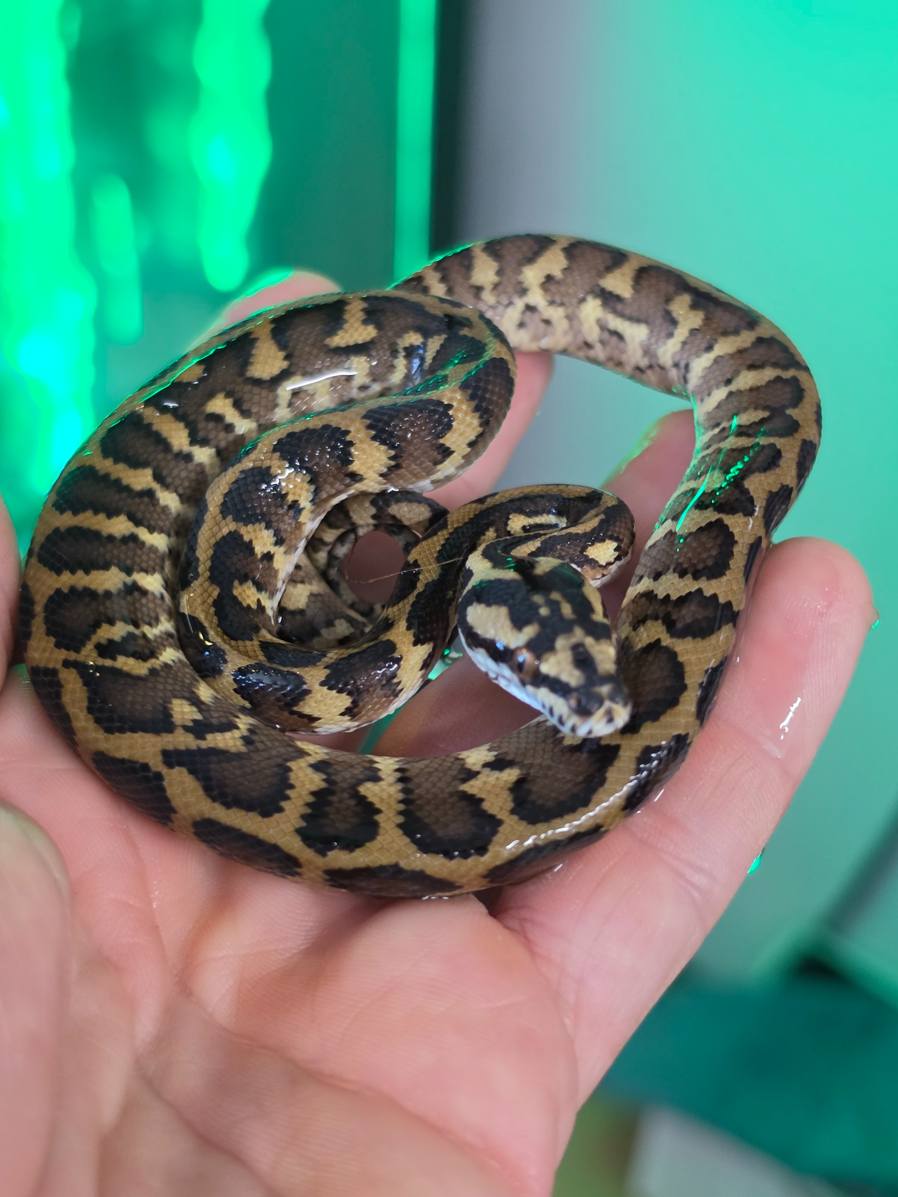animal image