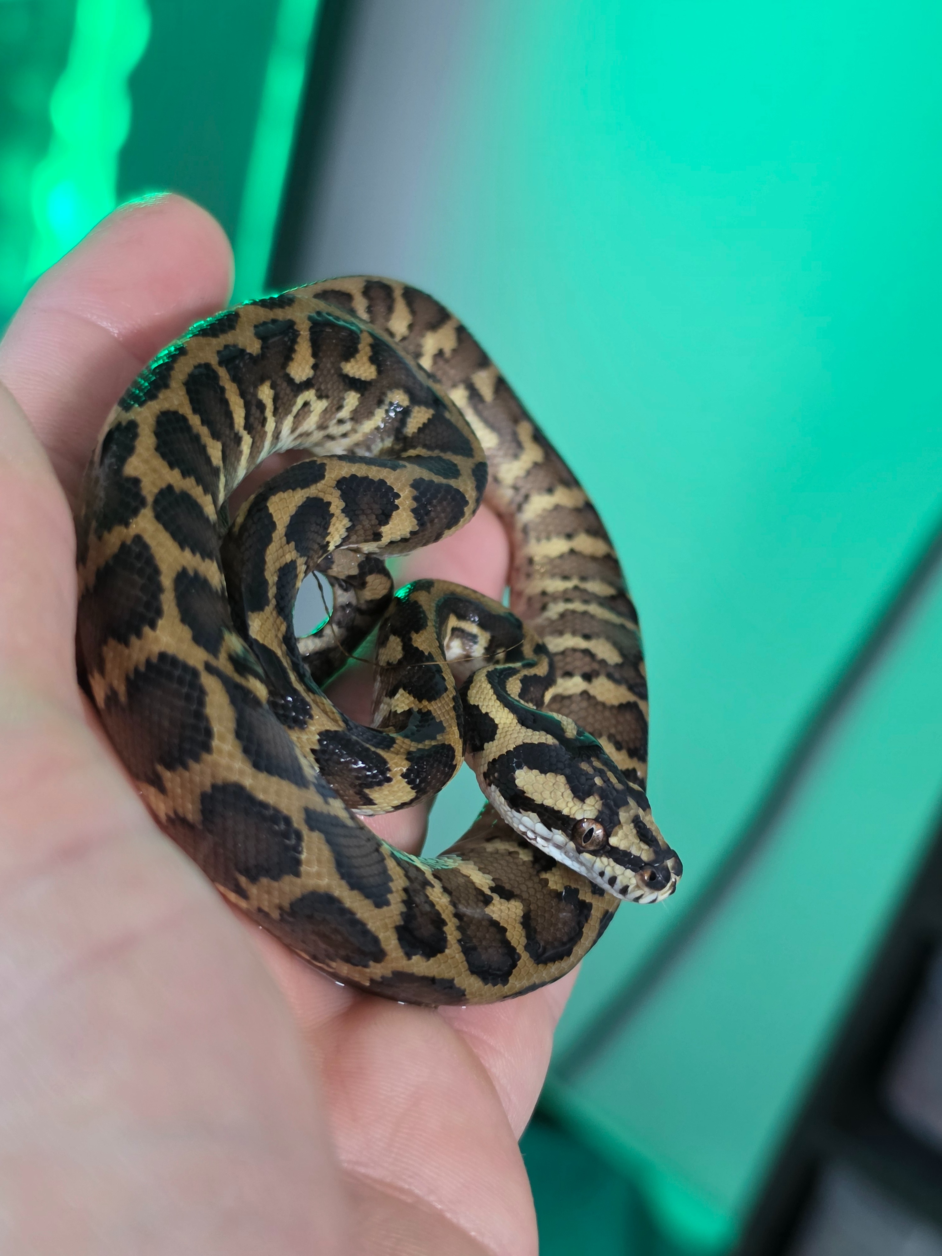 animal image