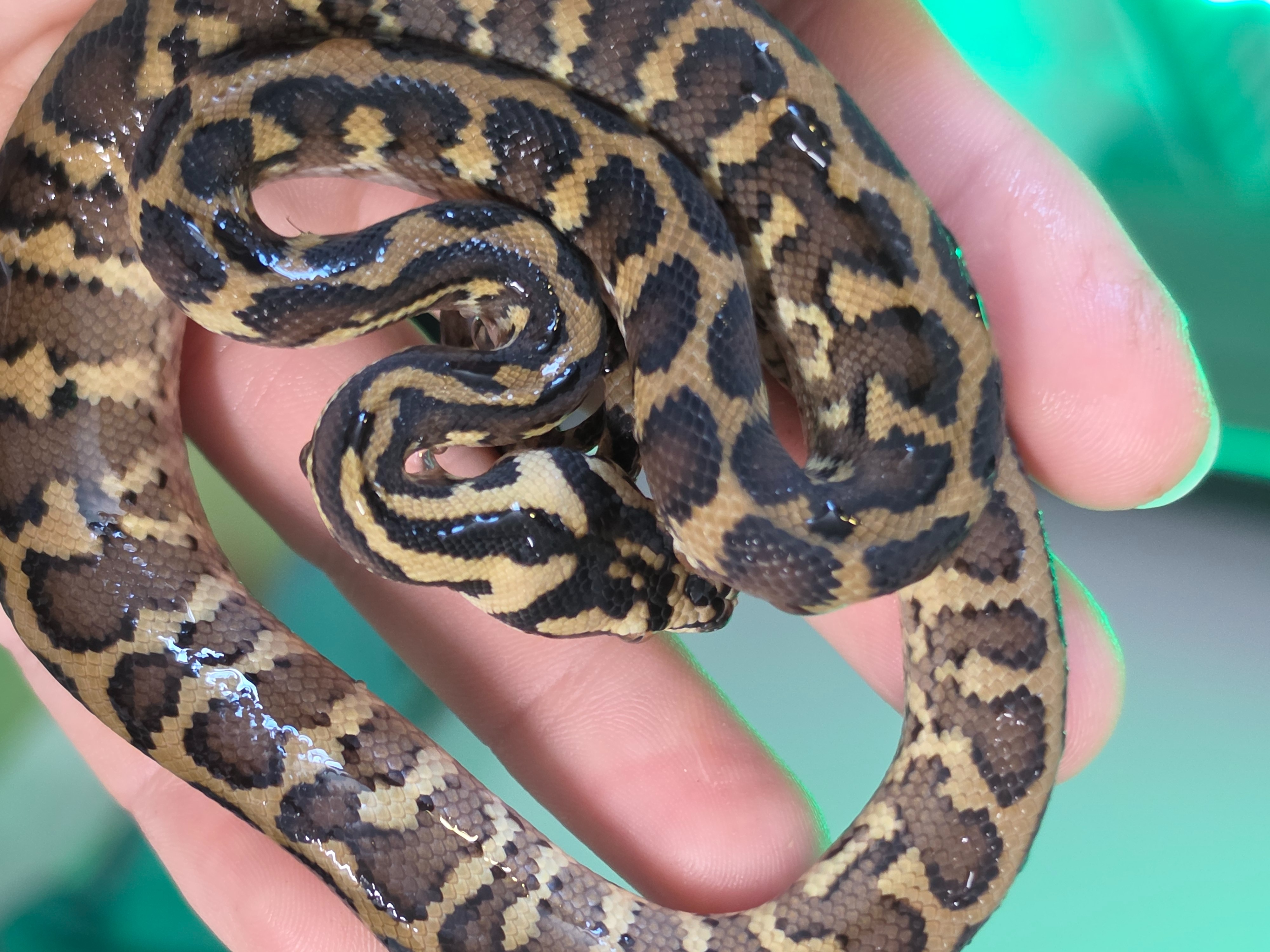 animal image
