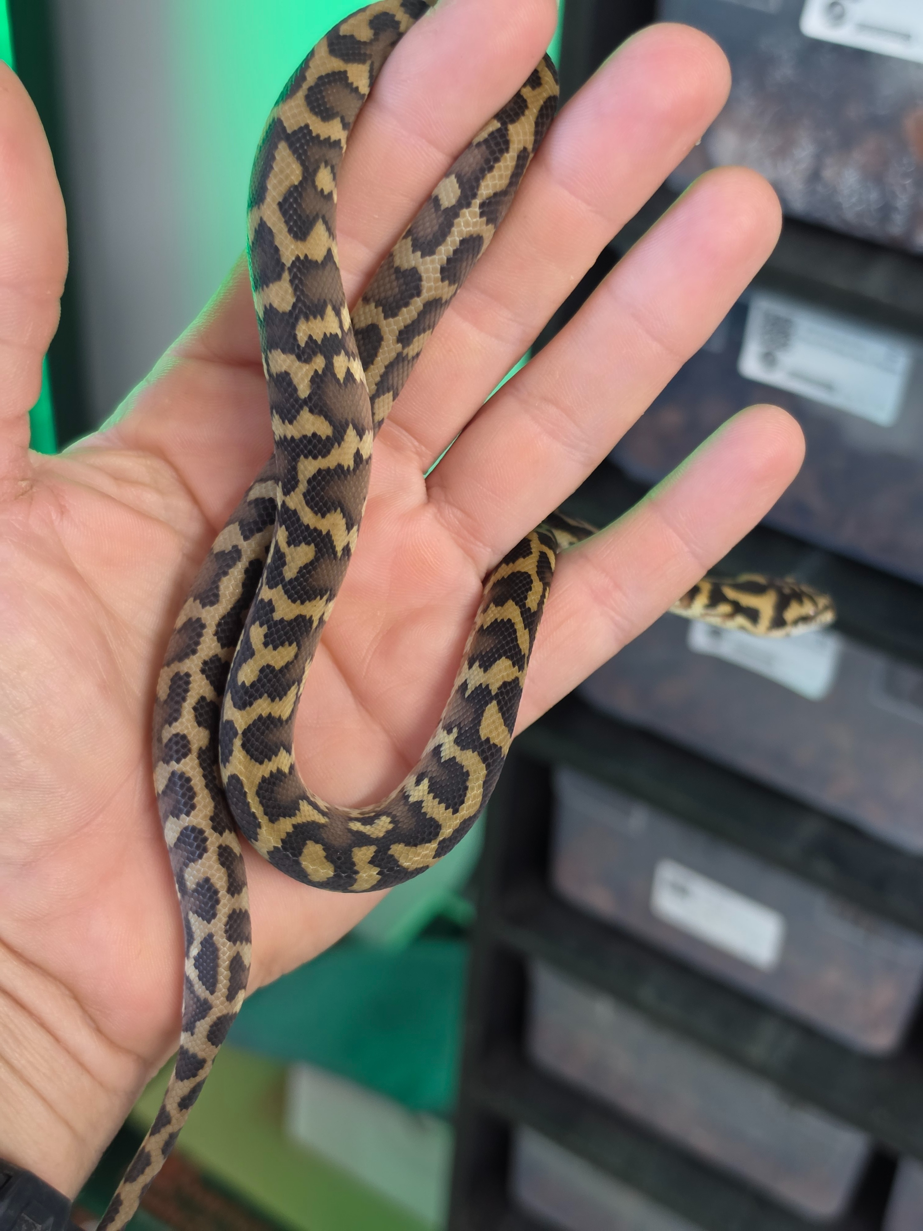 animal image