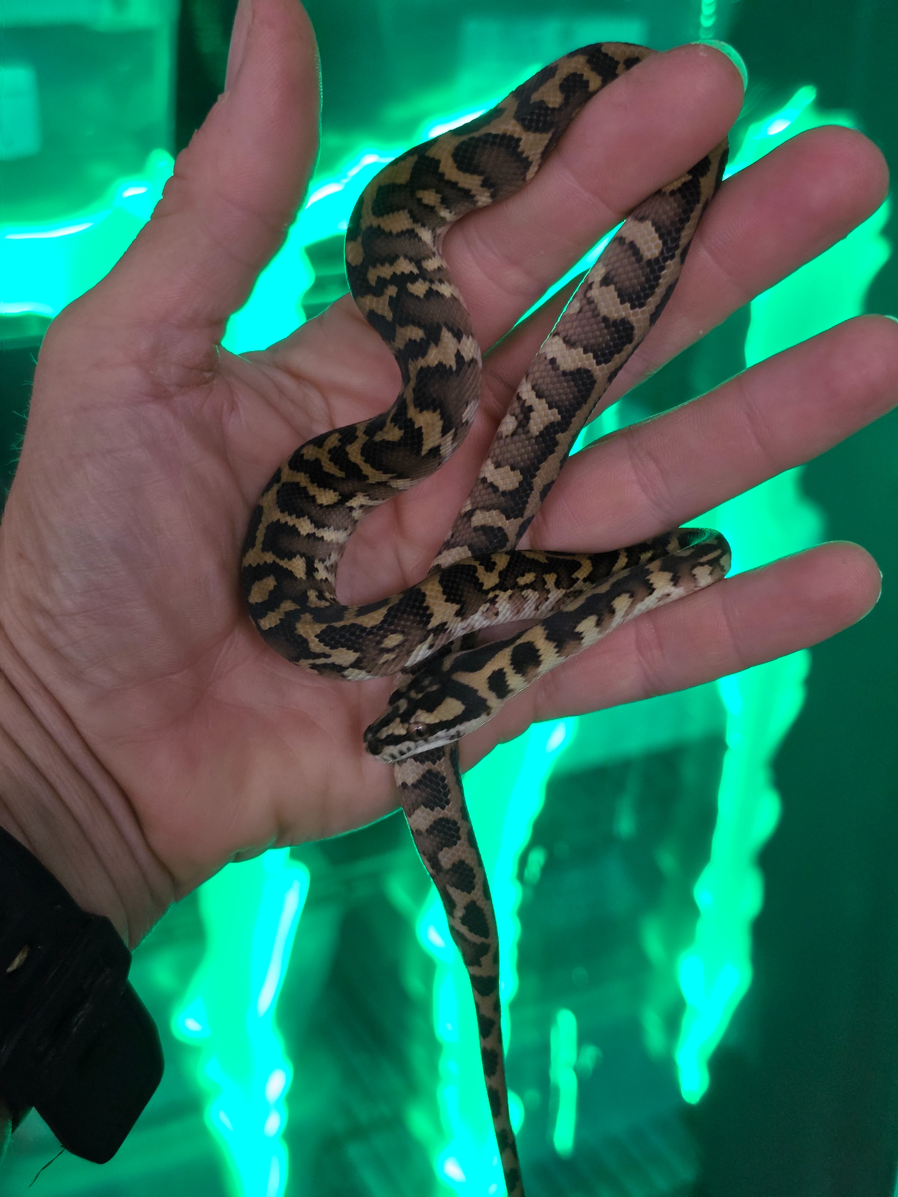 animal image