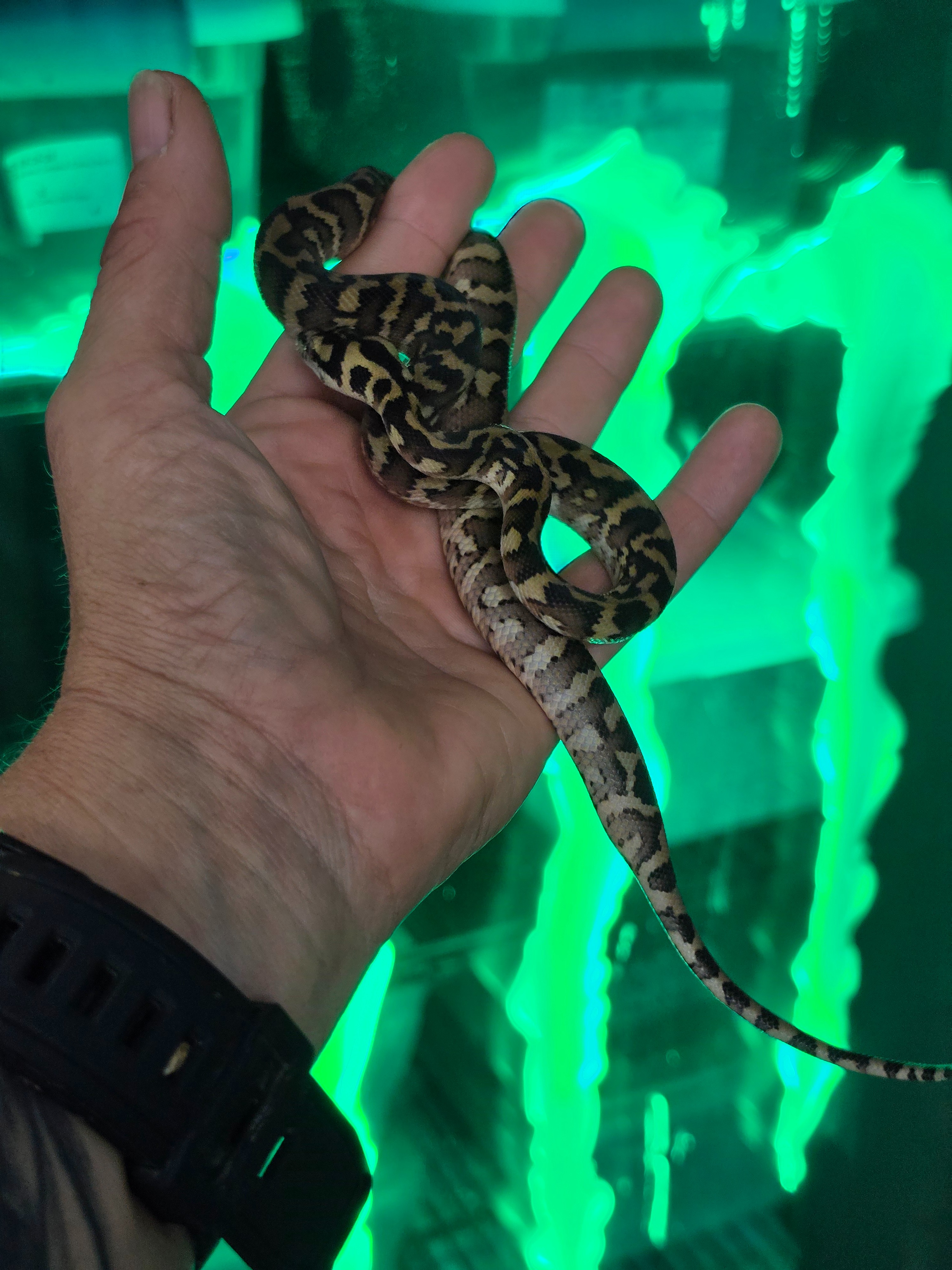 animal image