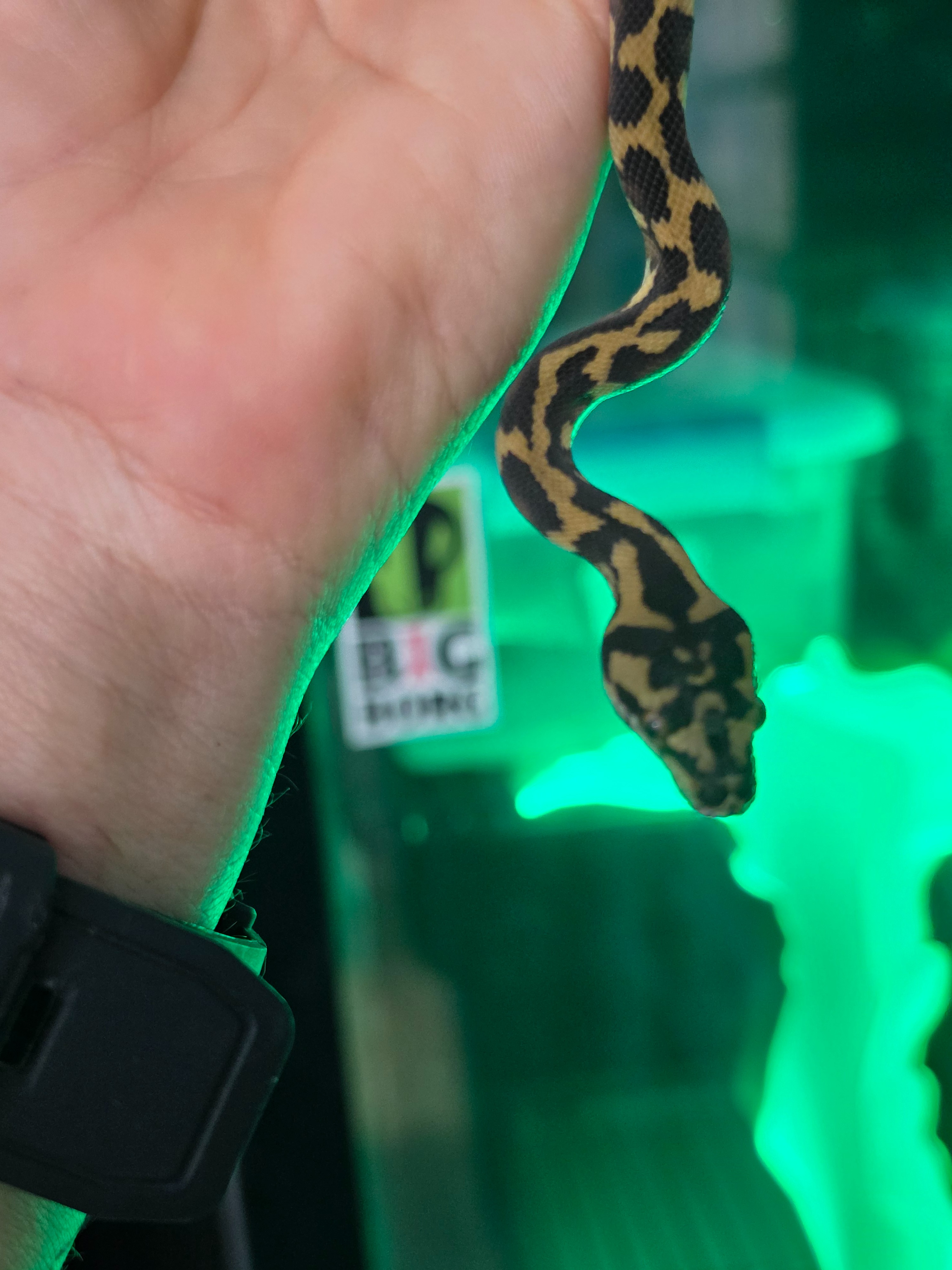 animal image
