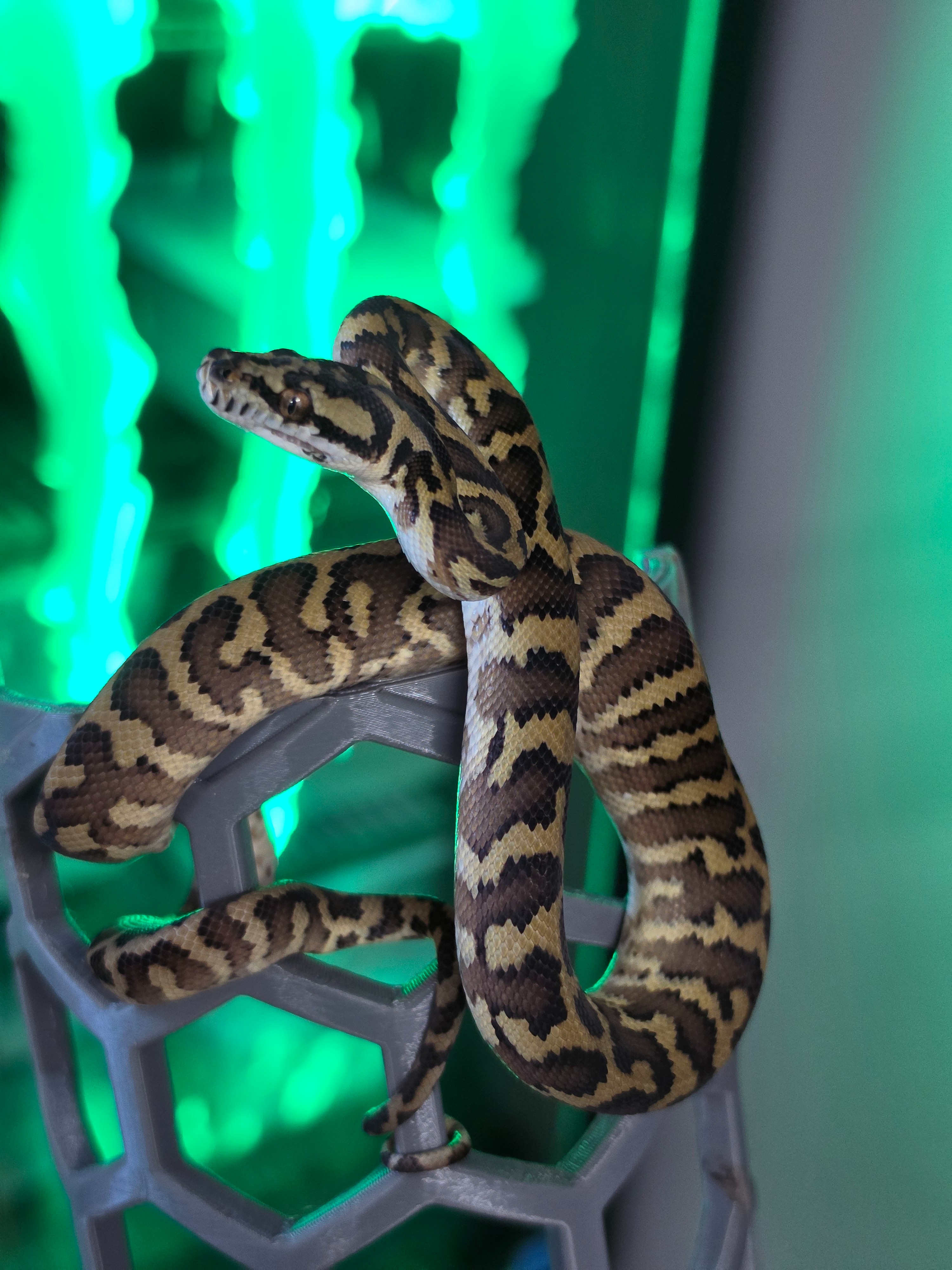 animal image
