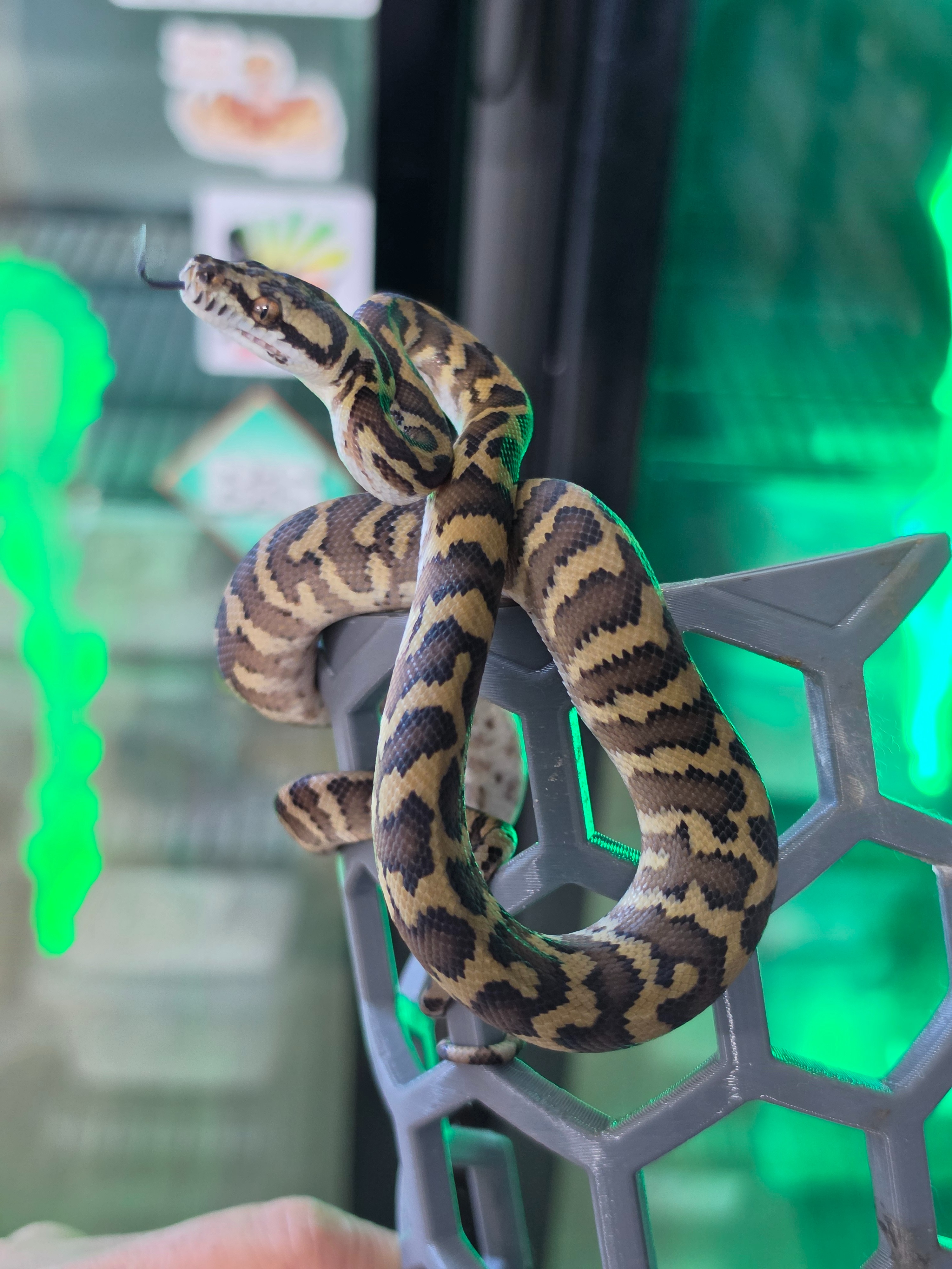 animal image