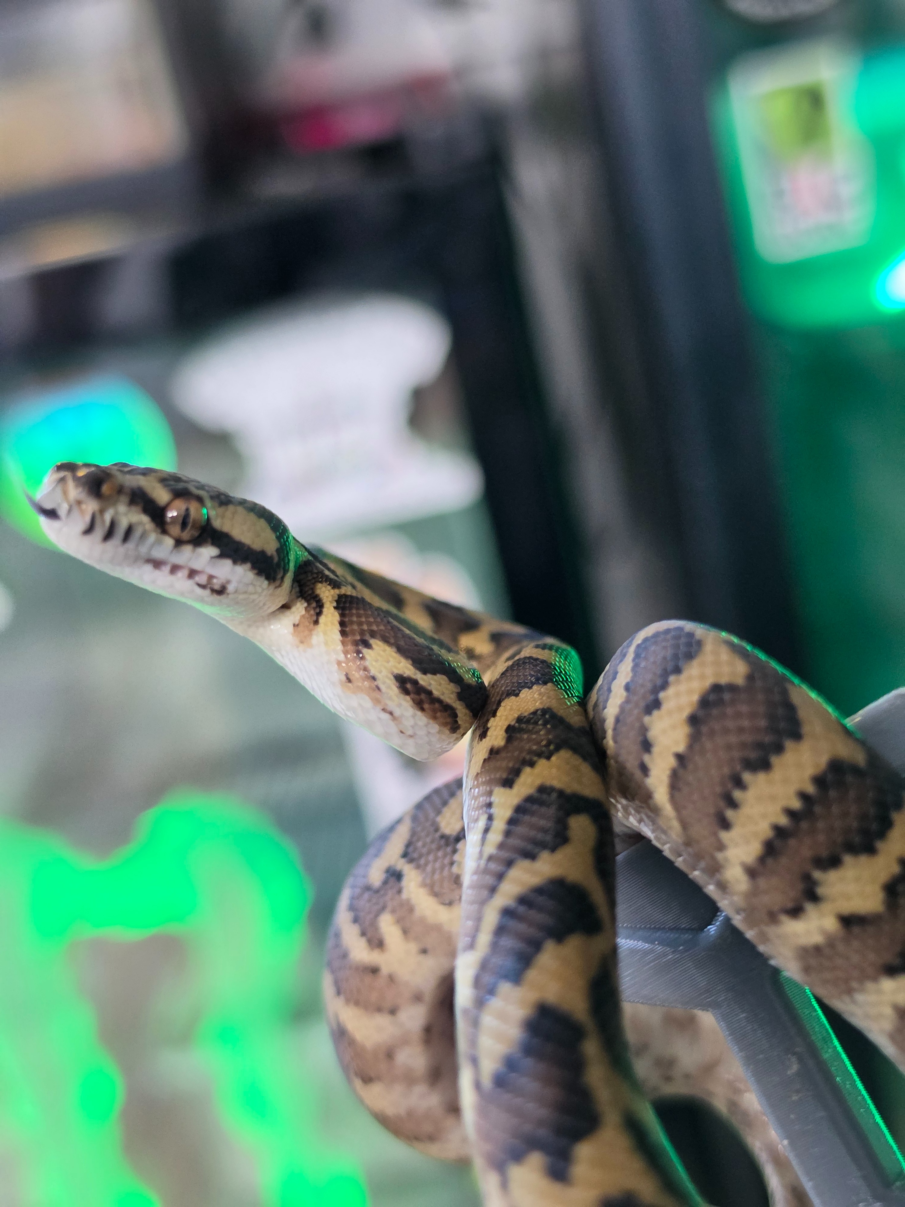 animal image