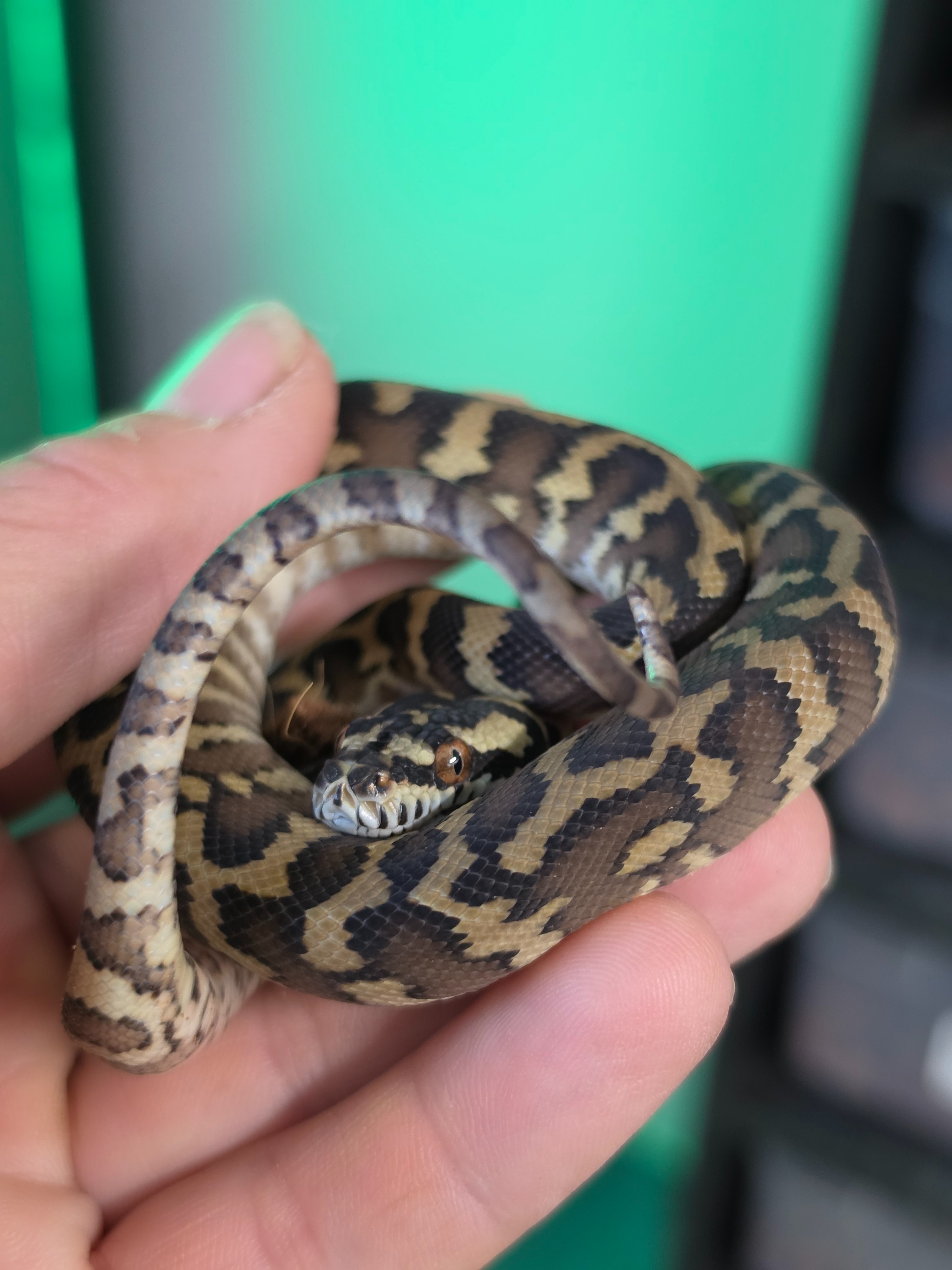 animal image