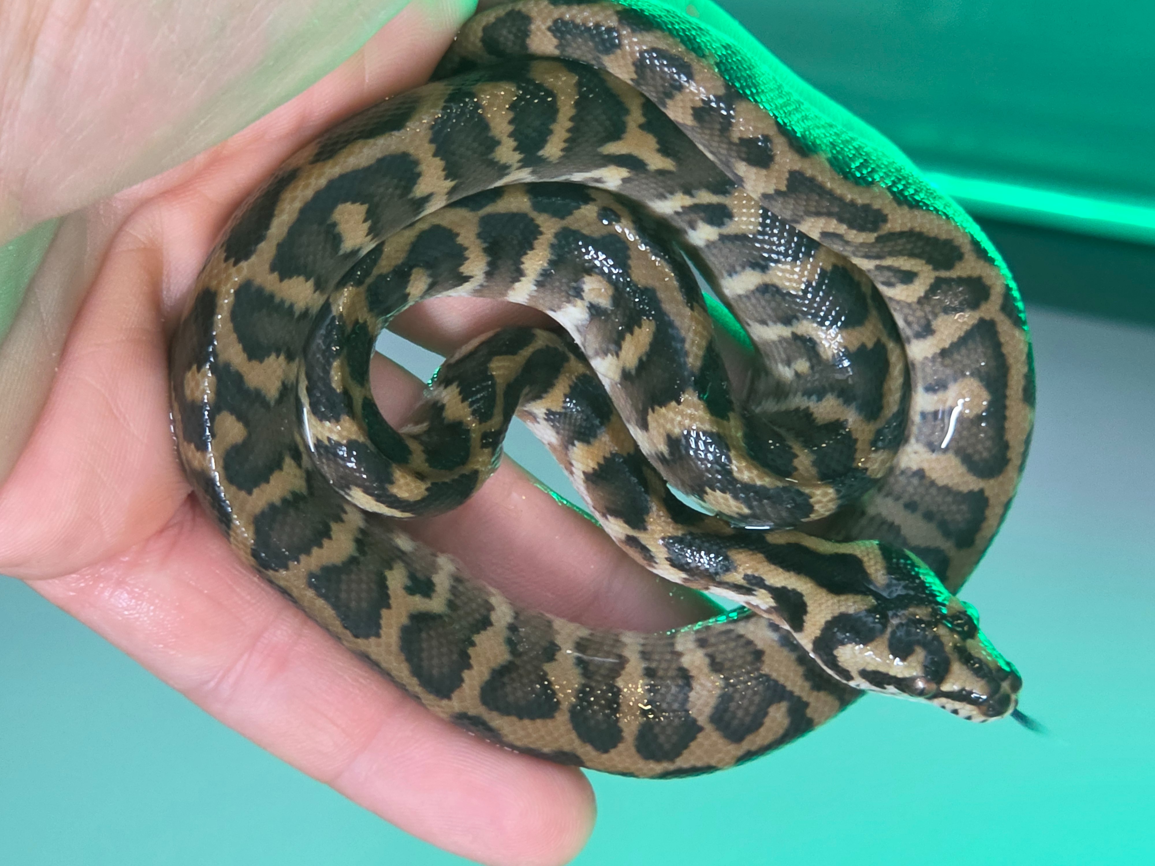 animal image