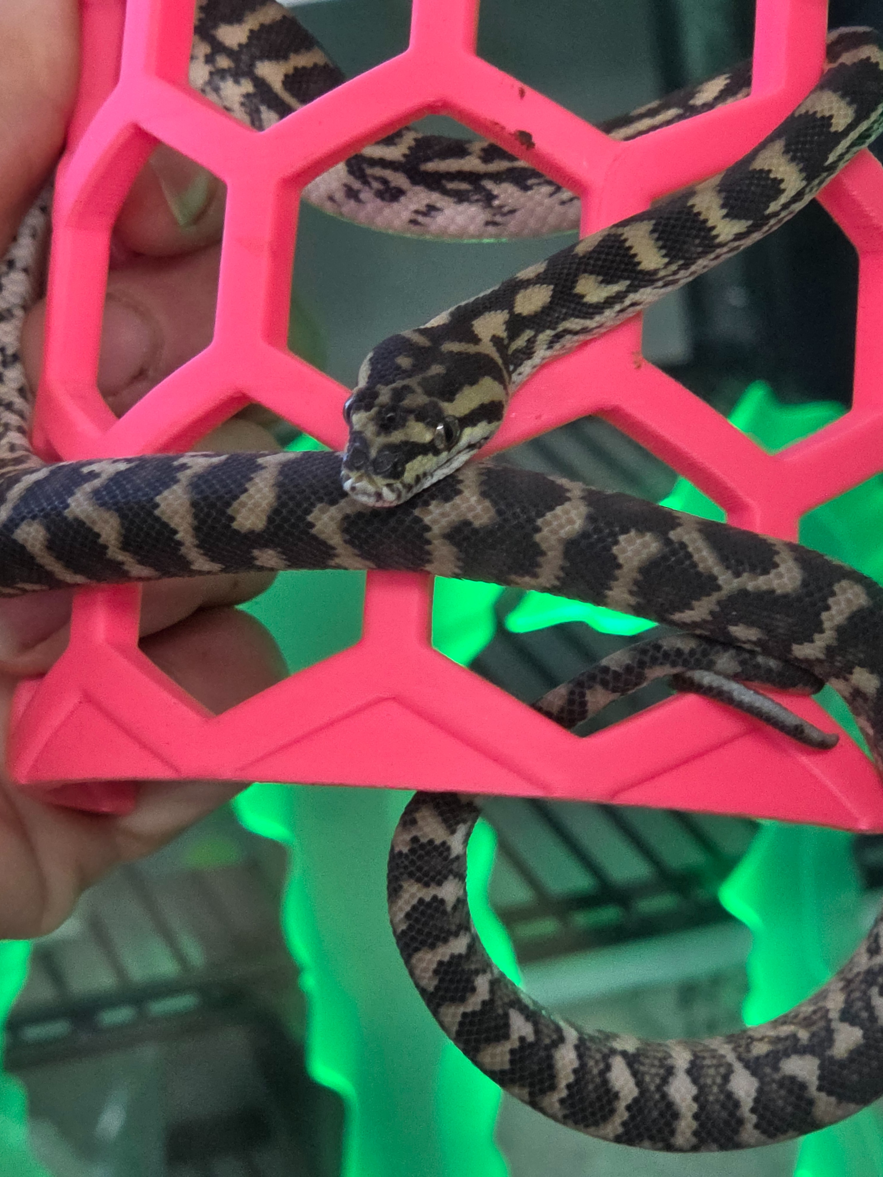 animal image