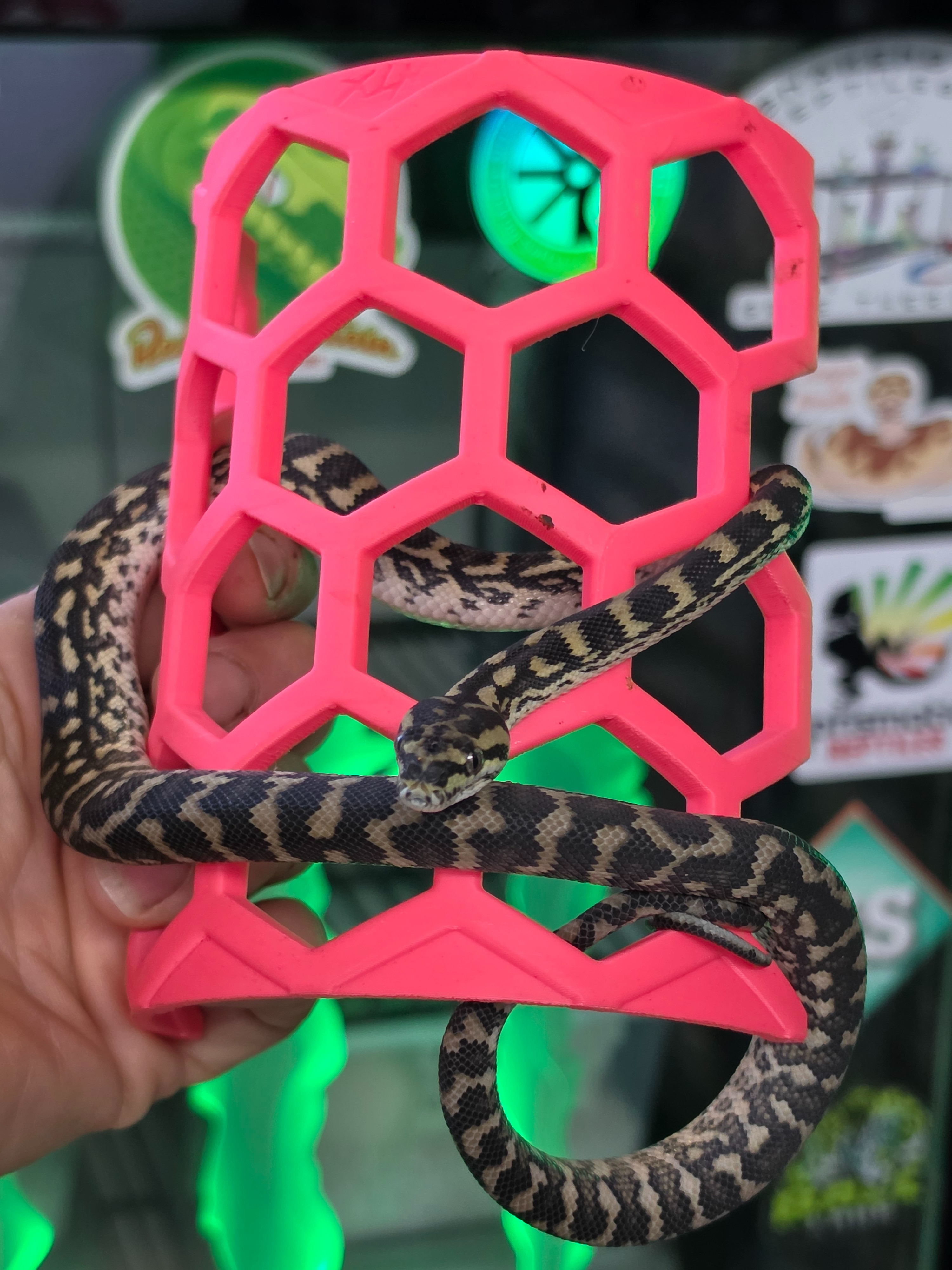 animal image