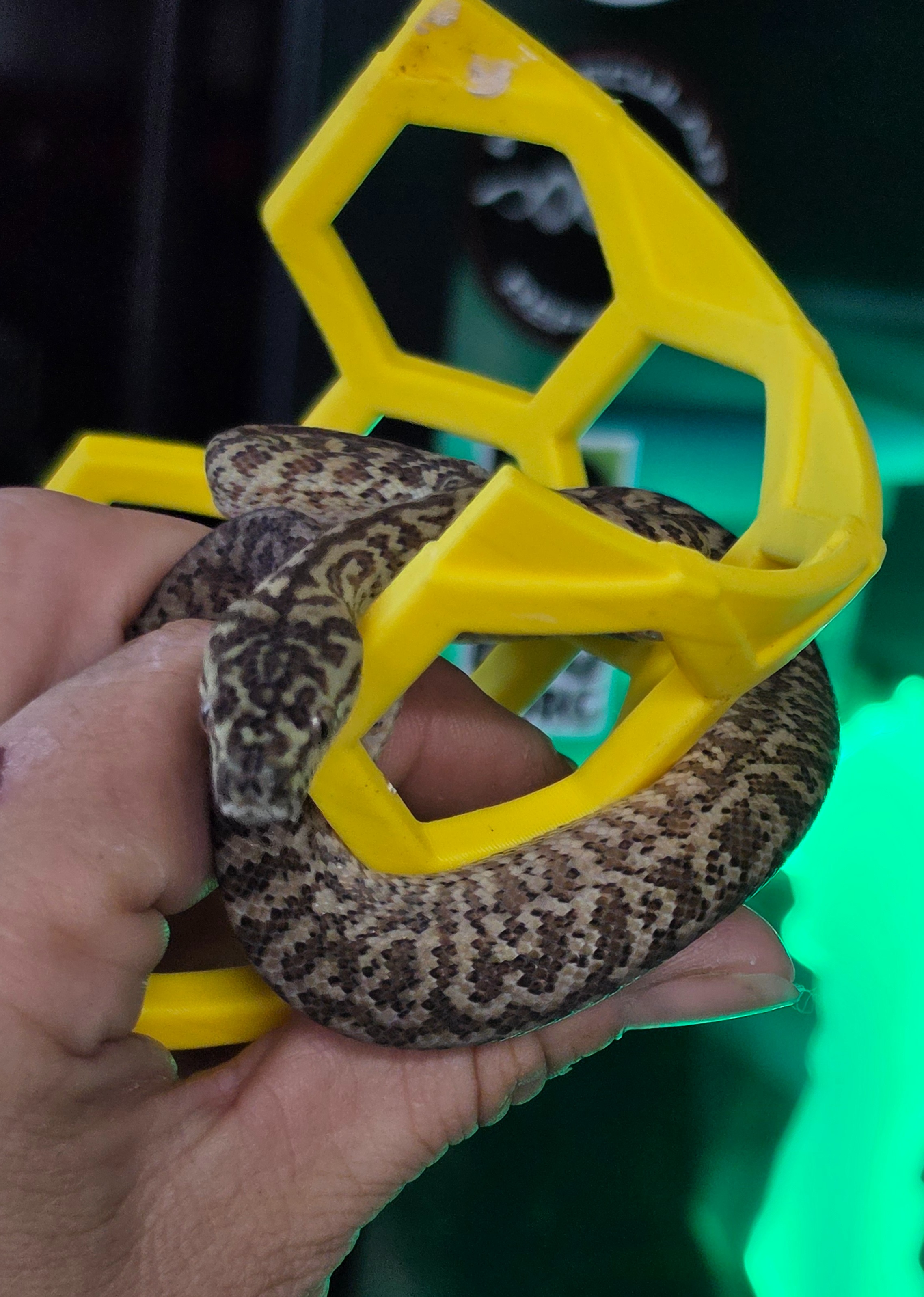 animal image