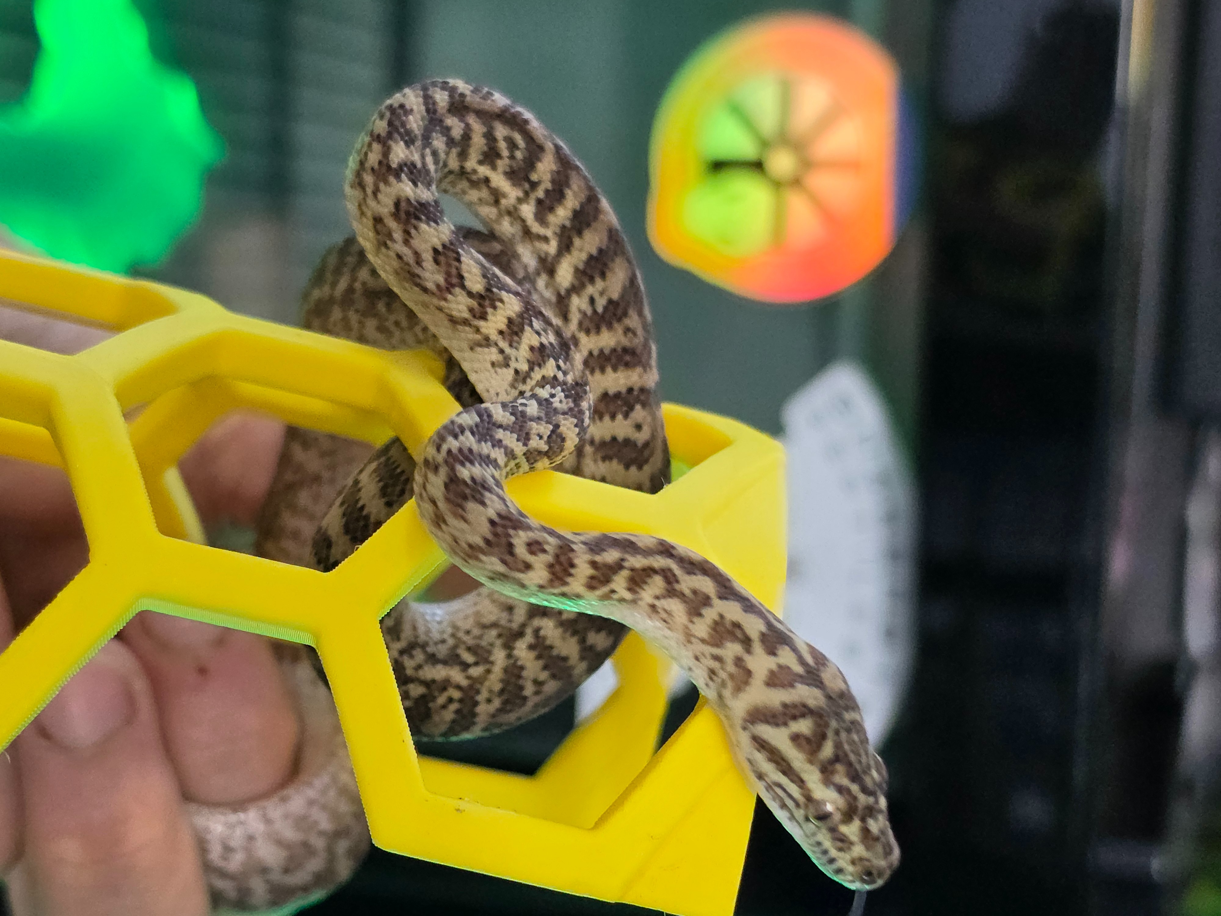 animal image