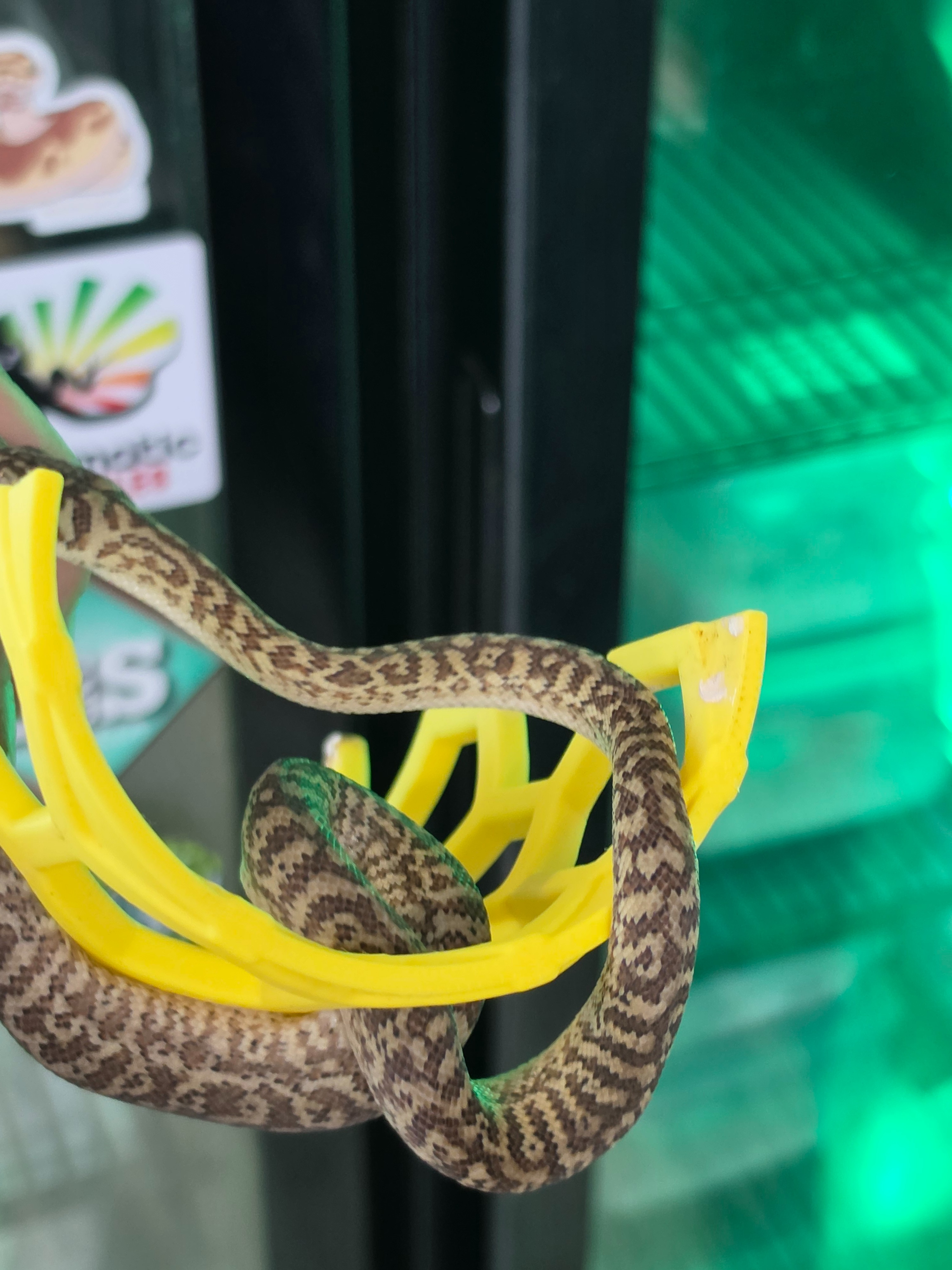 animal image