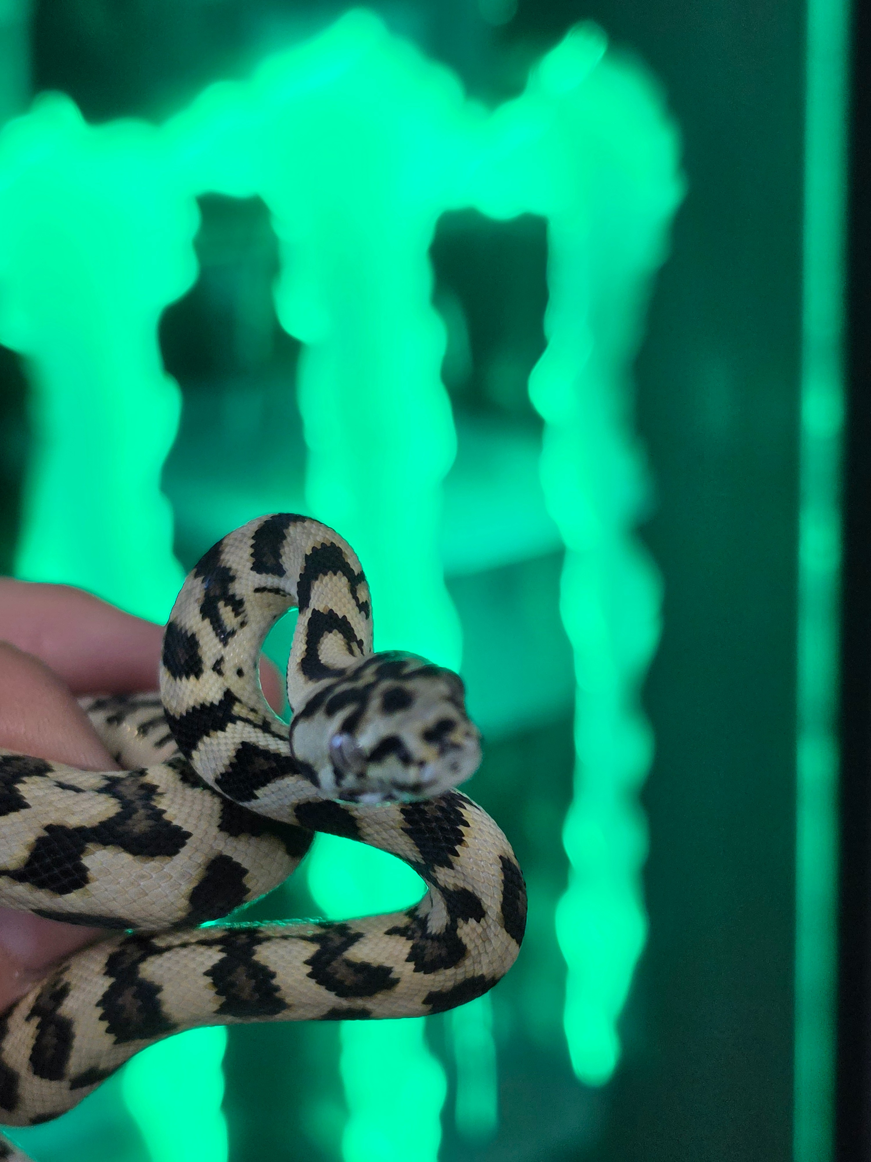 animal image