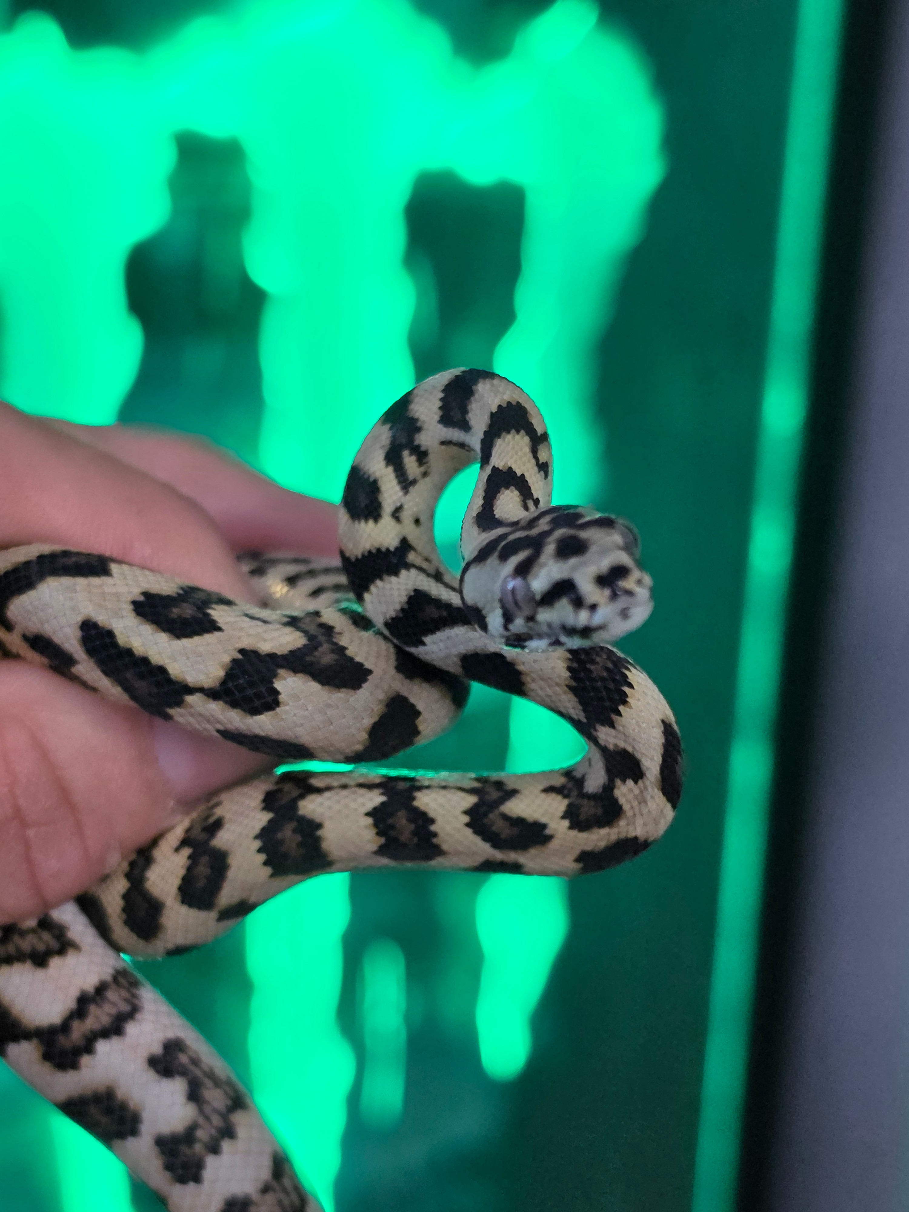 animal image