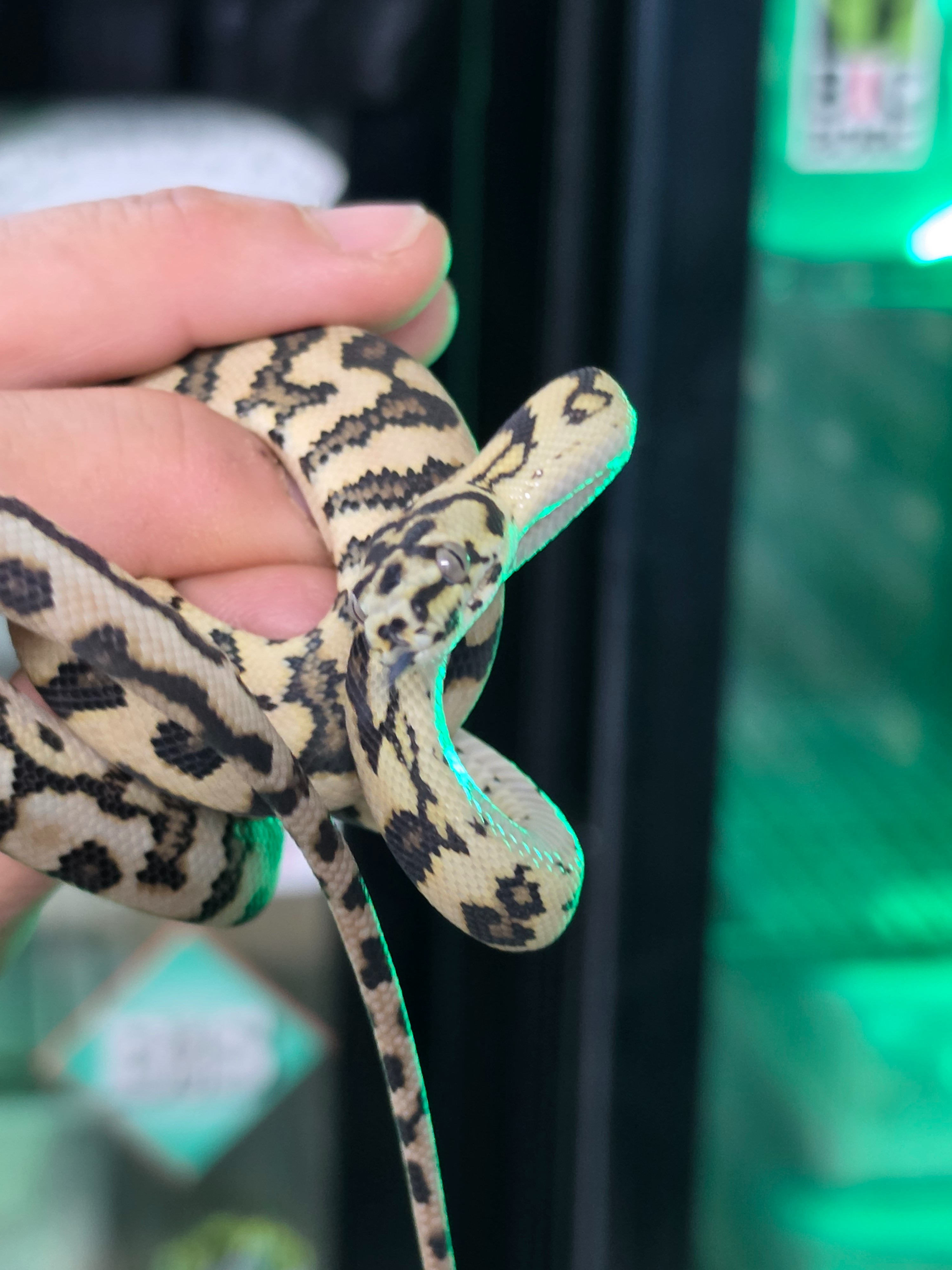 animal image