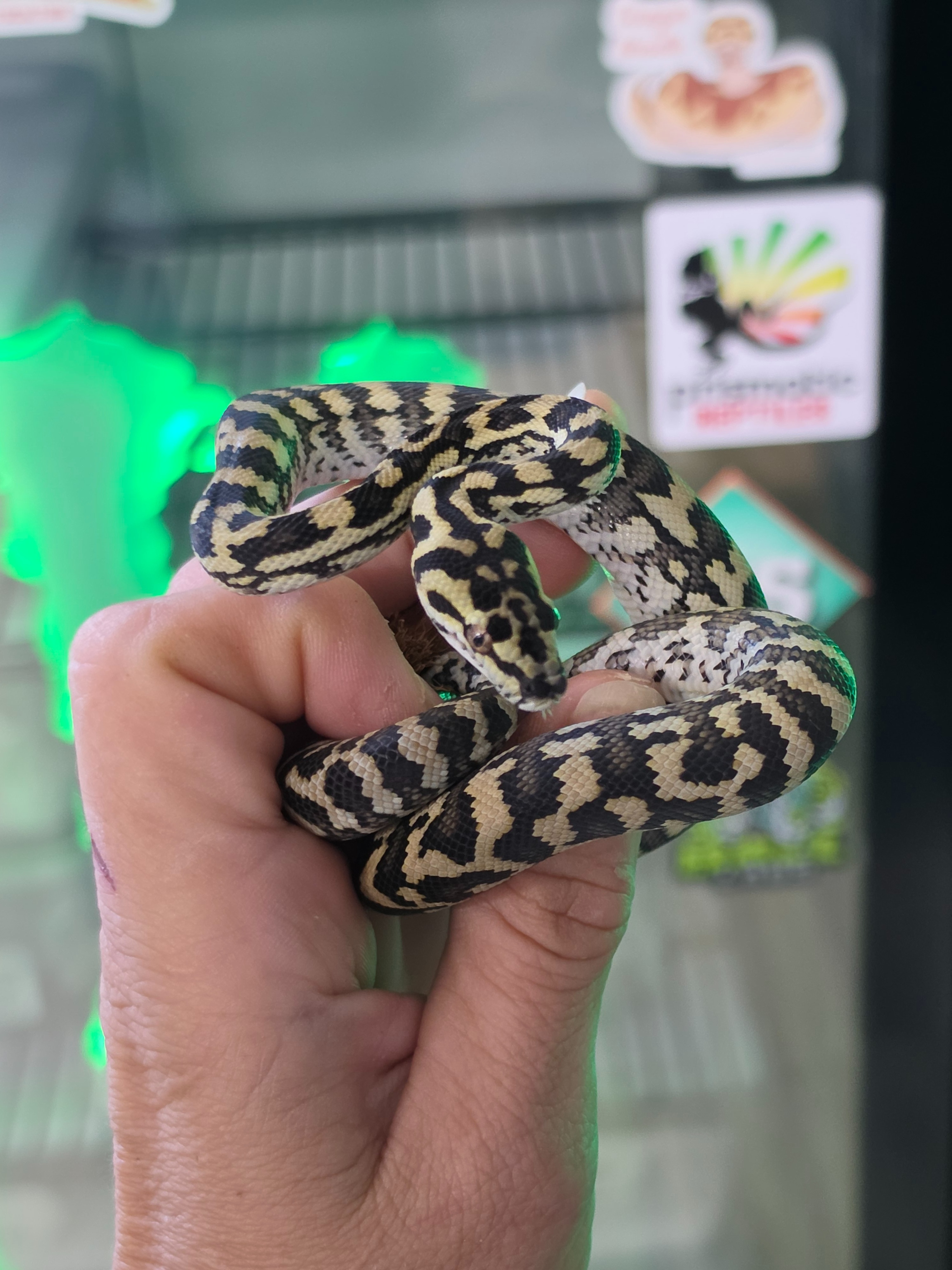 animal image