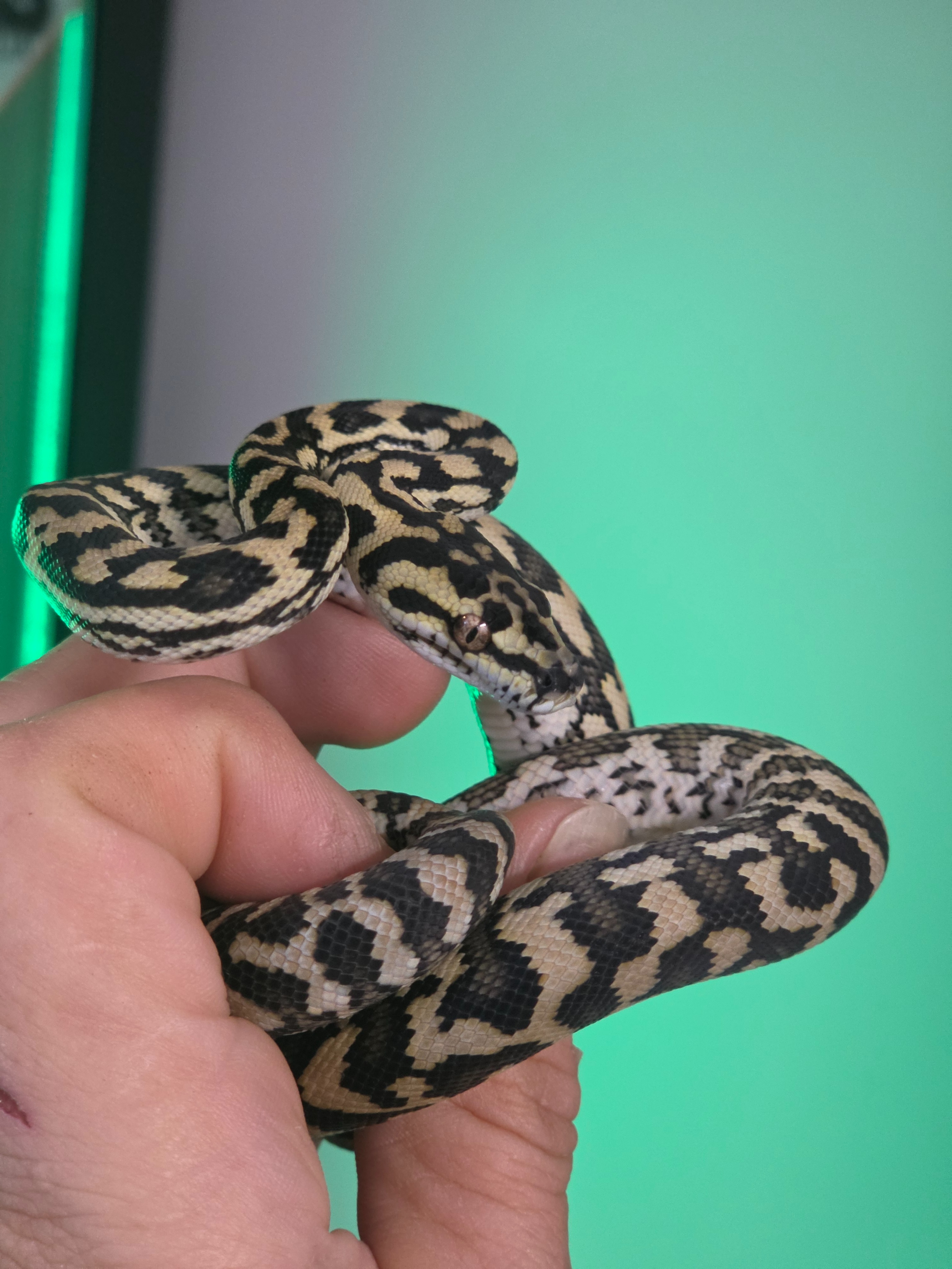 animal image
