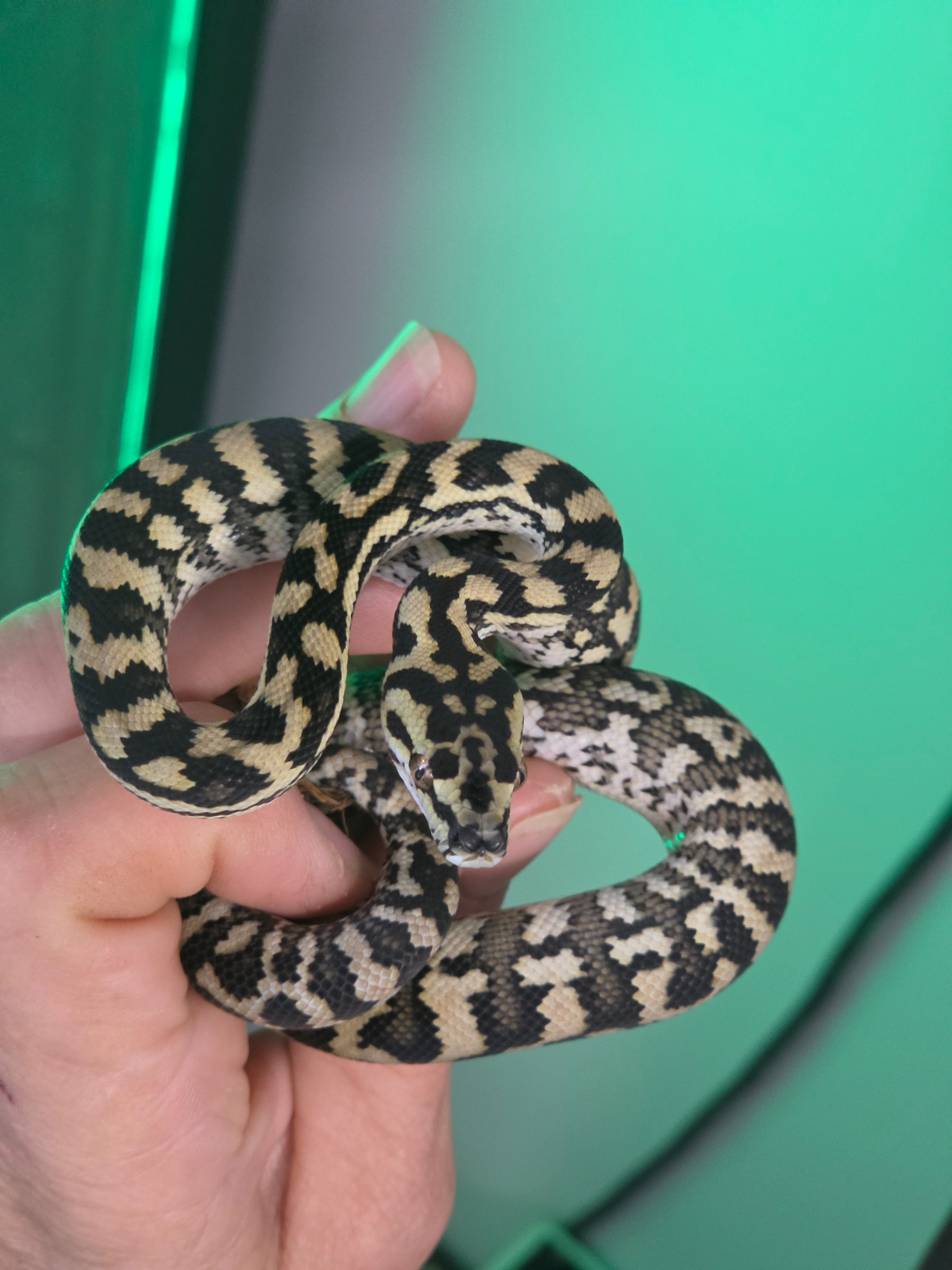 animal image