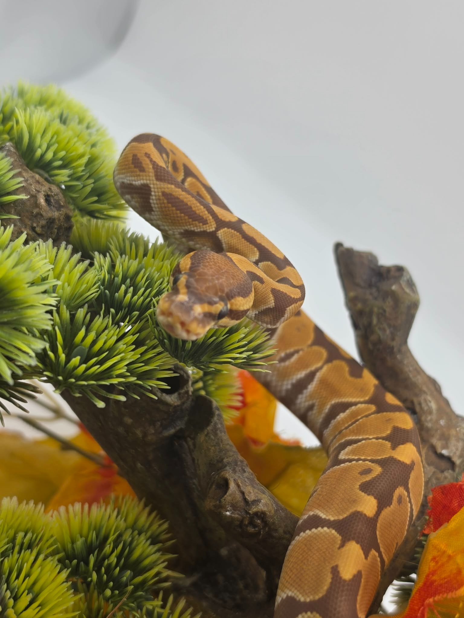 animal image