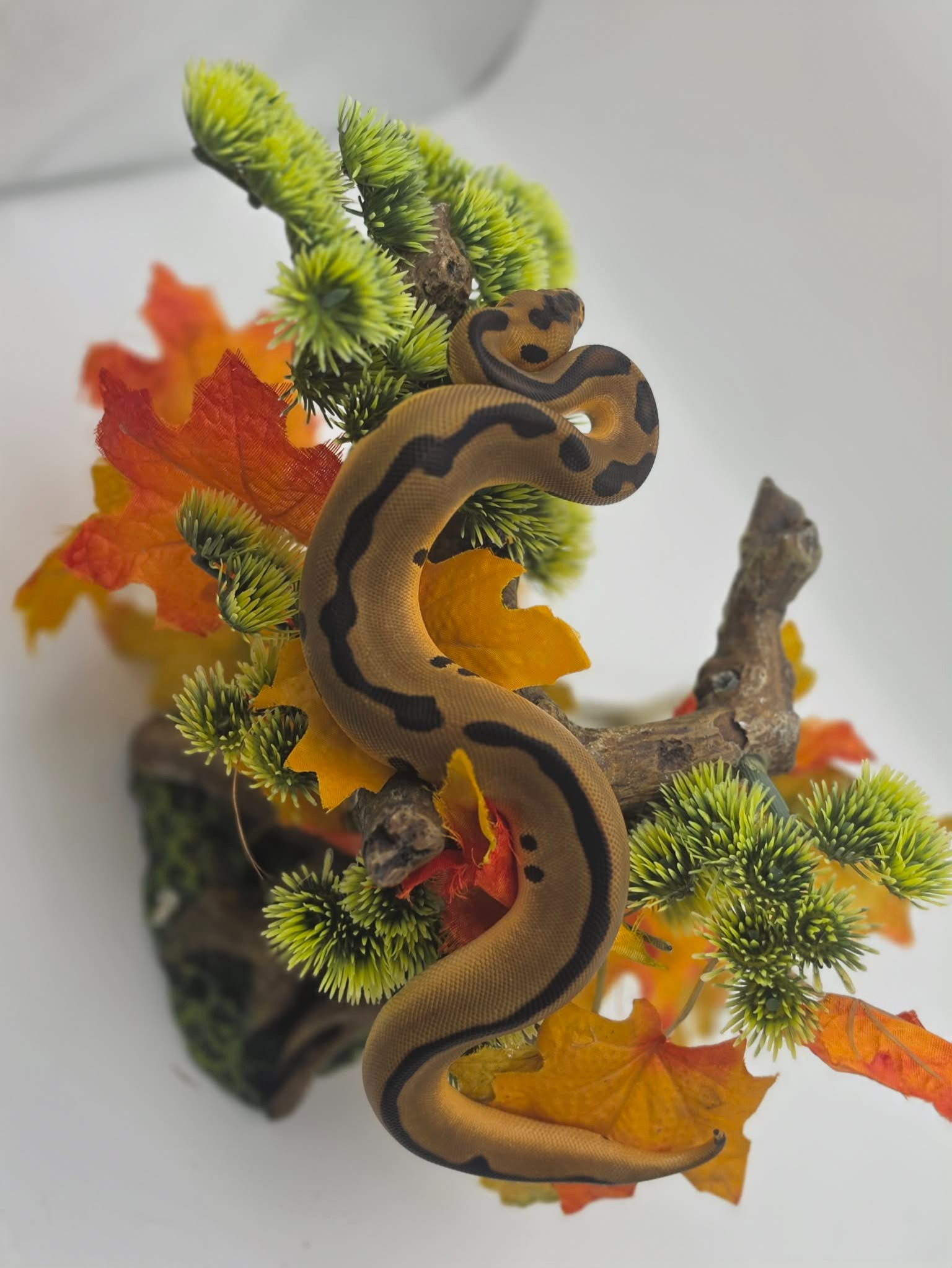 animal image