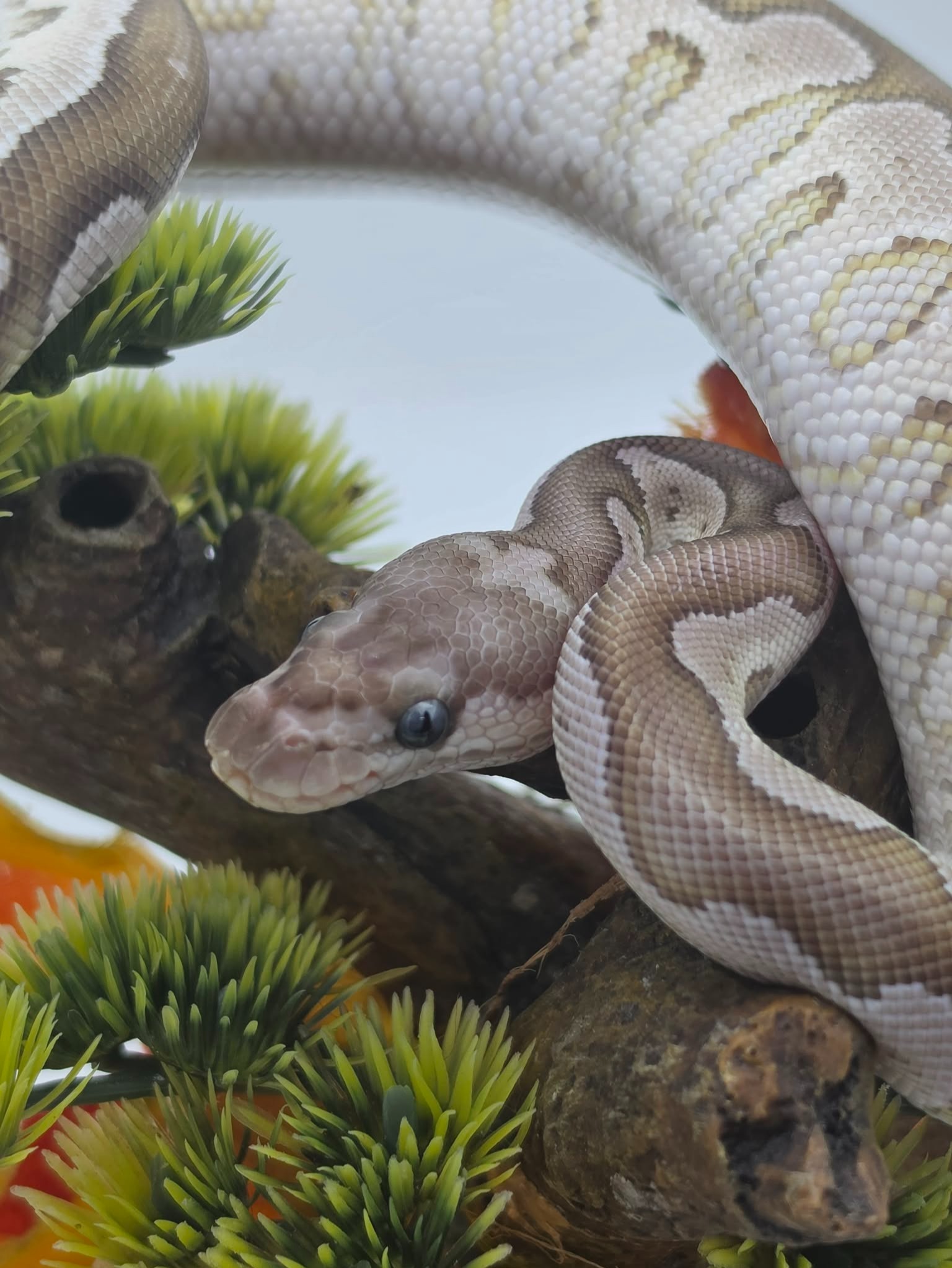 animal image