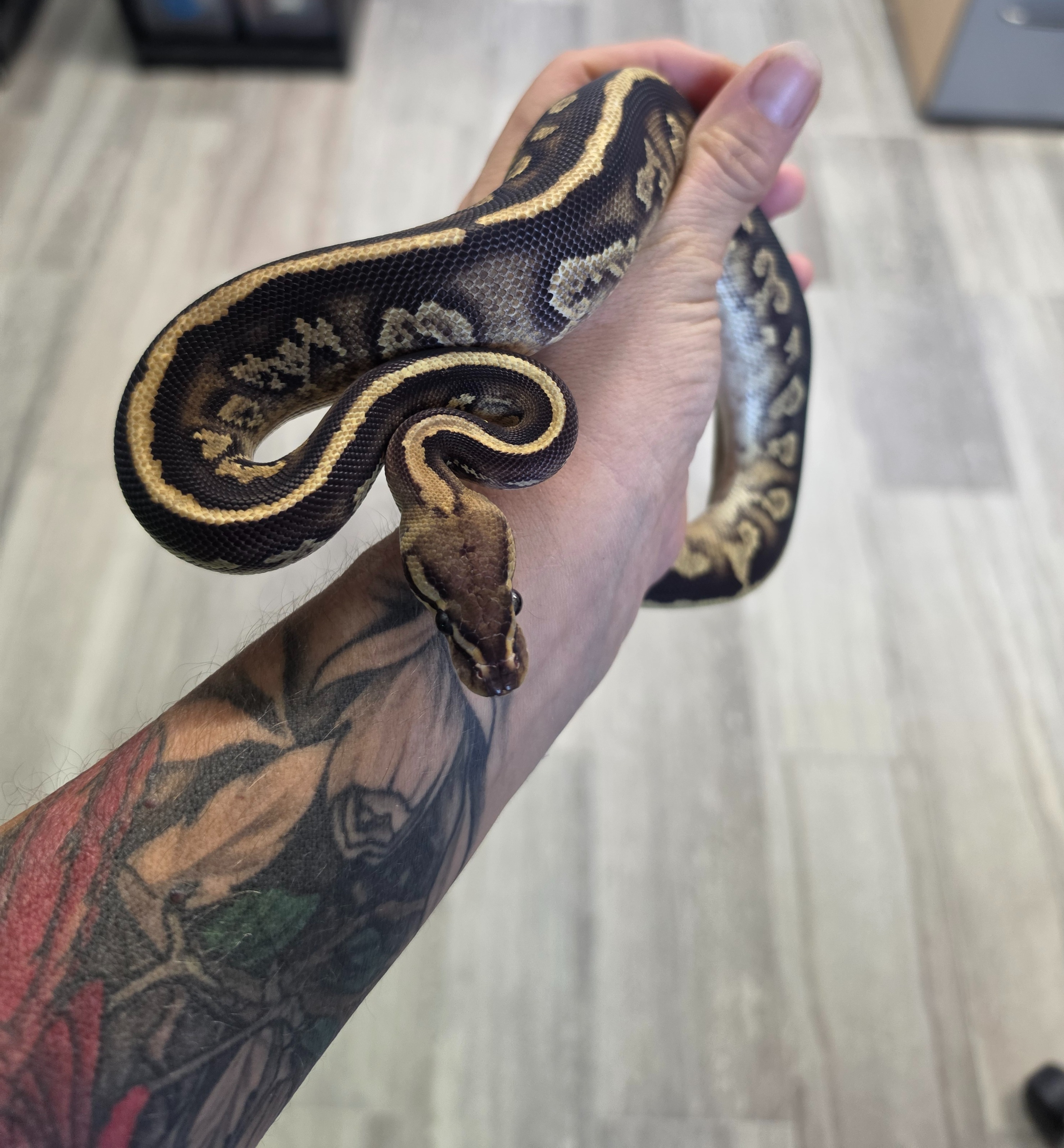 animal image