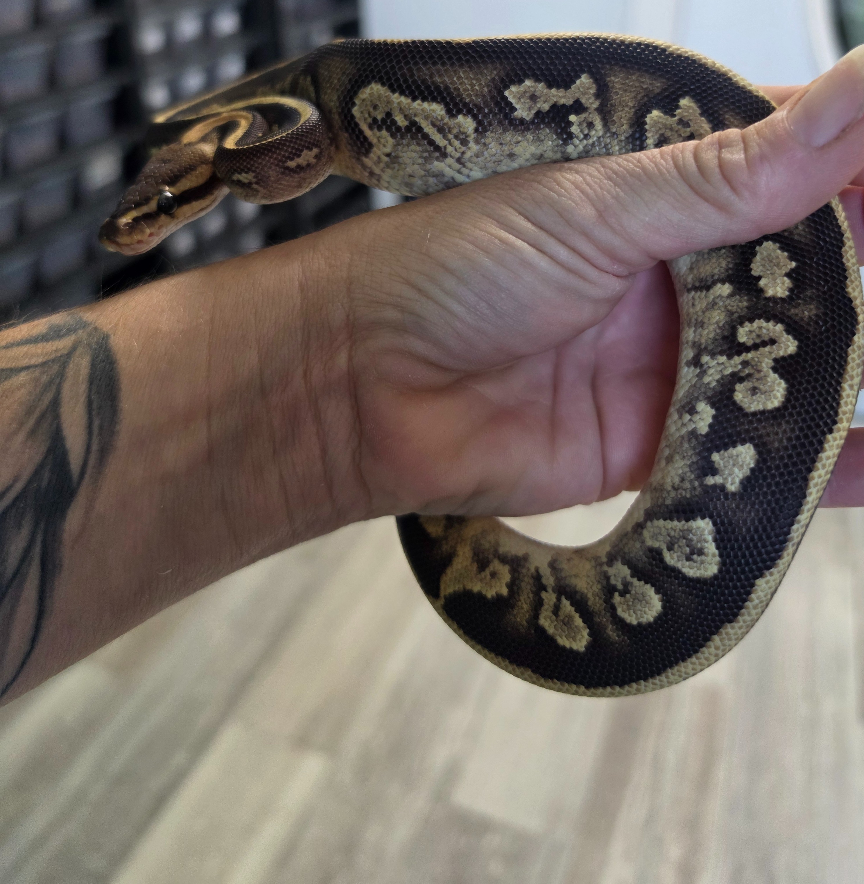 animal image