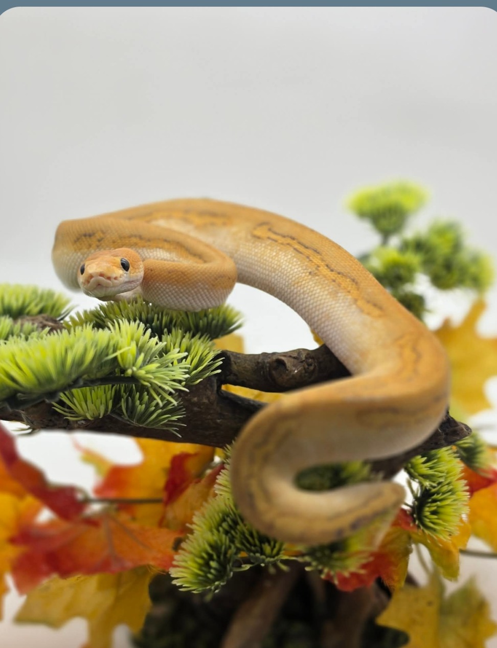 animal image