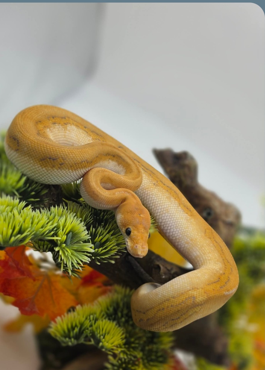 animal image