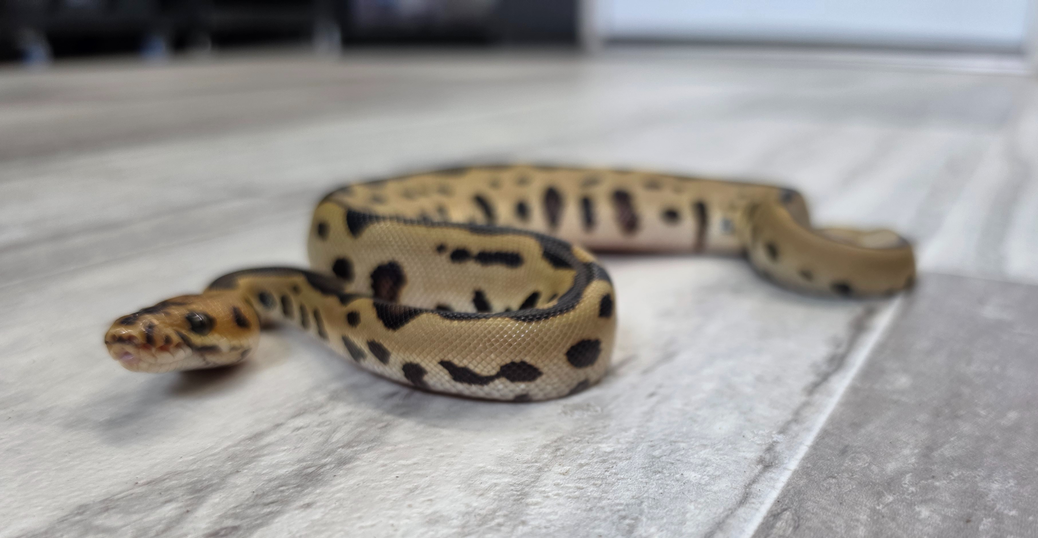 animal image