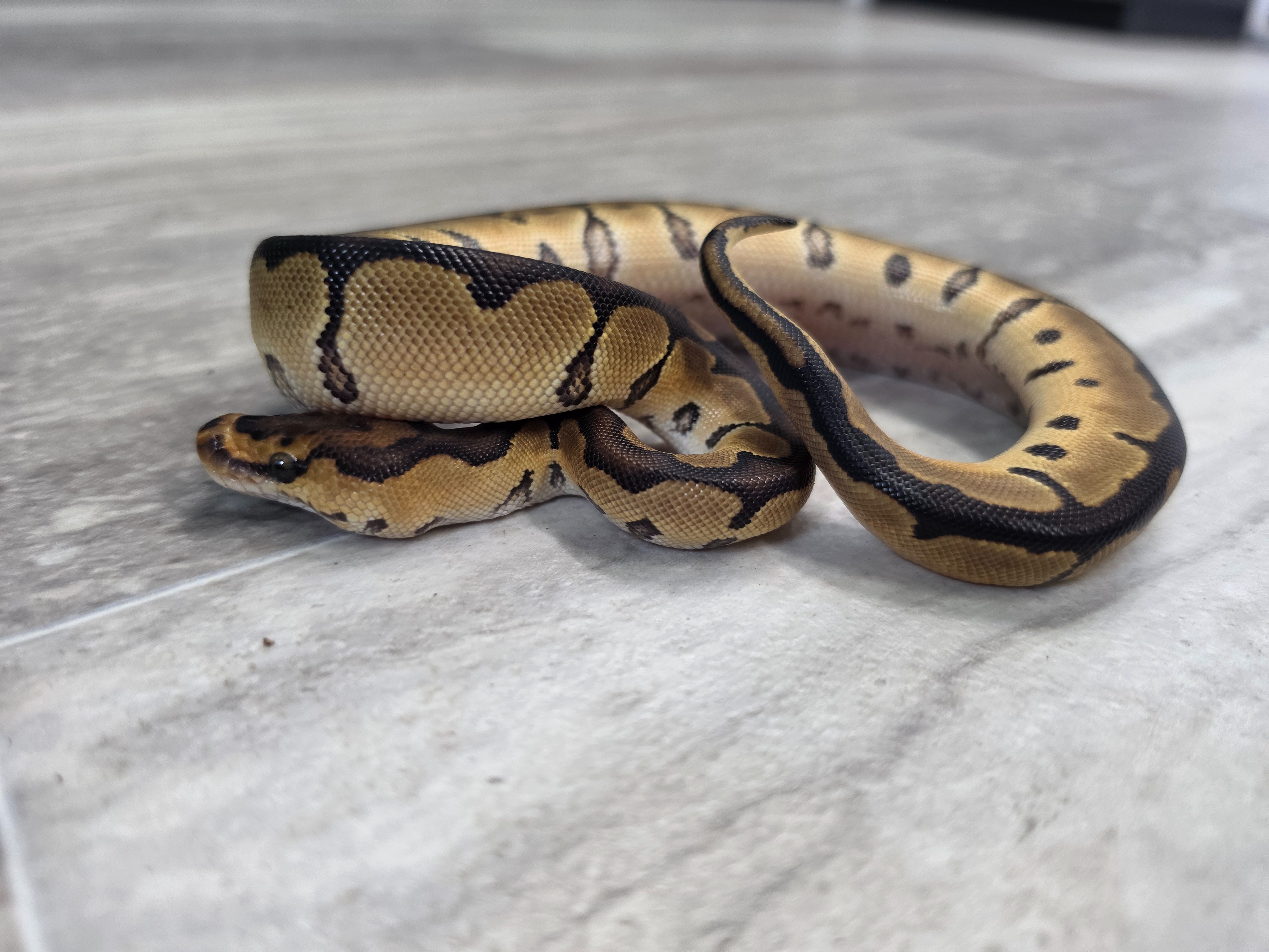 animal image