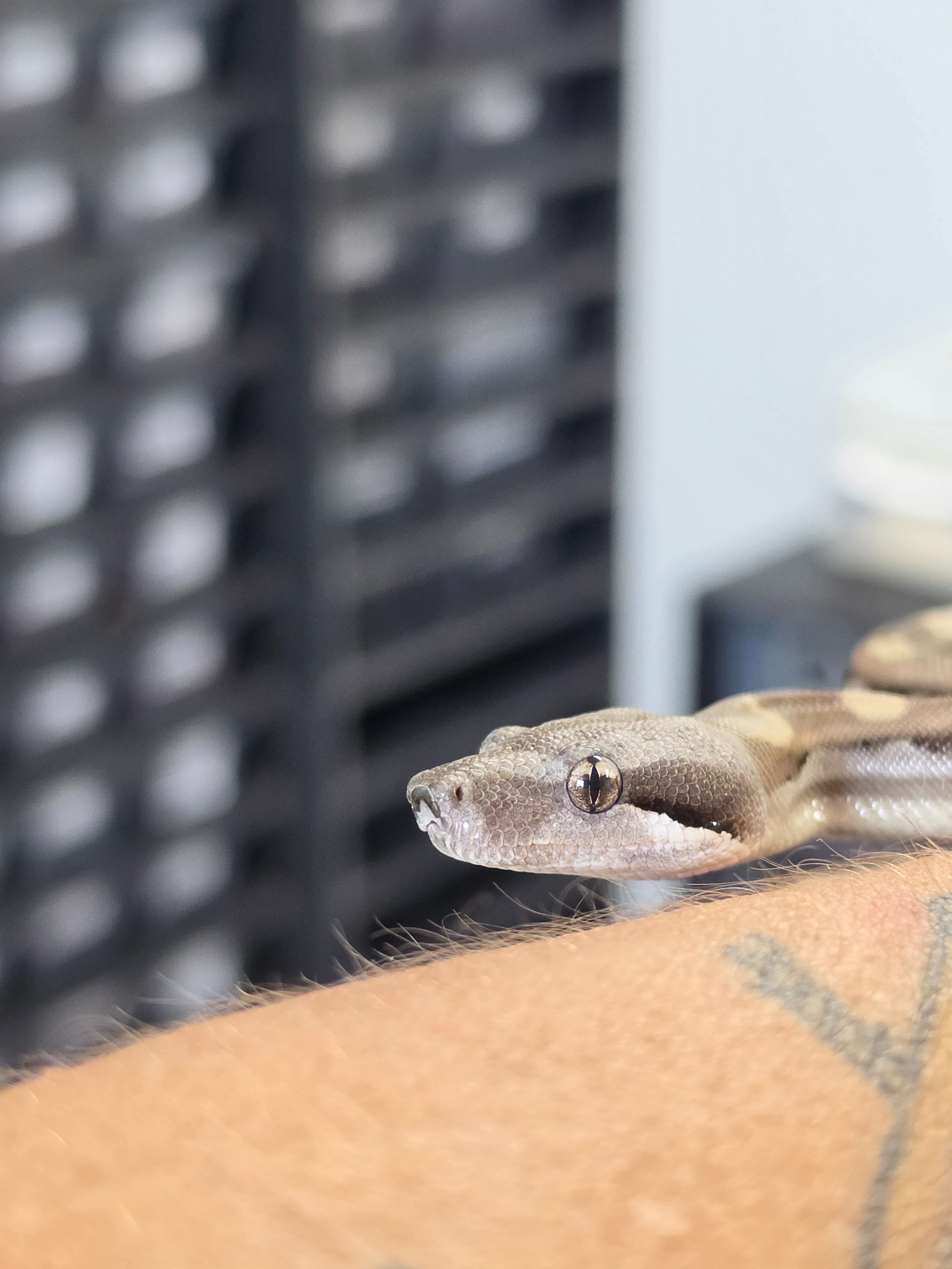 animal image