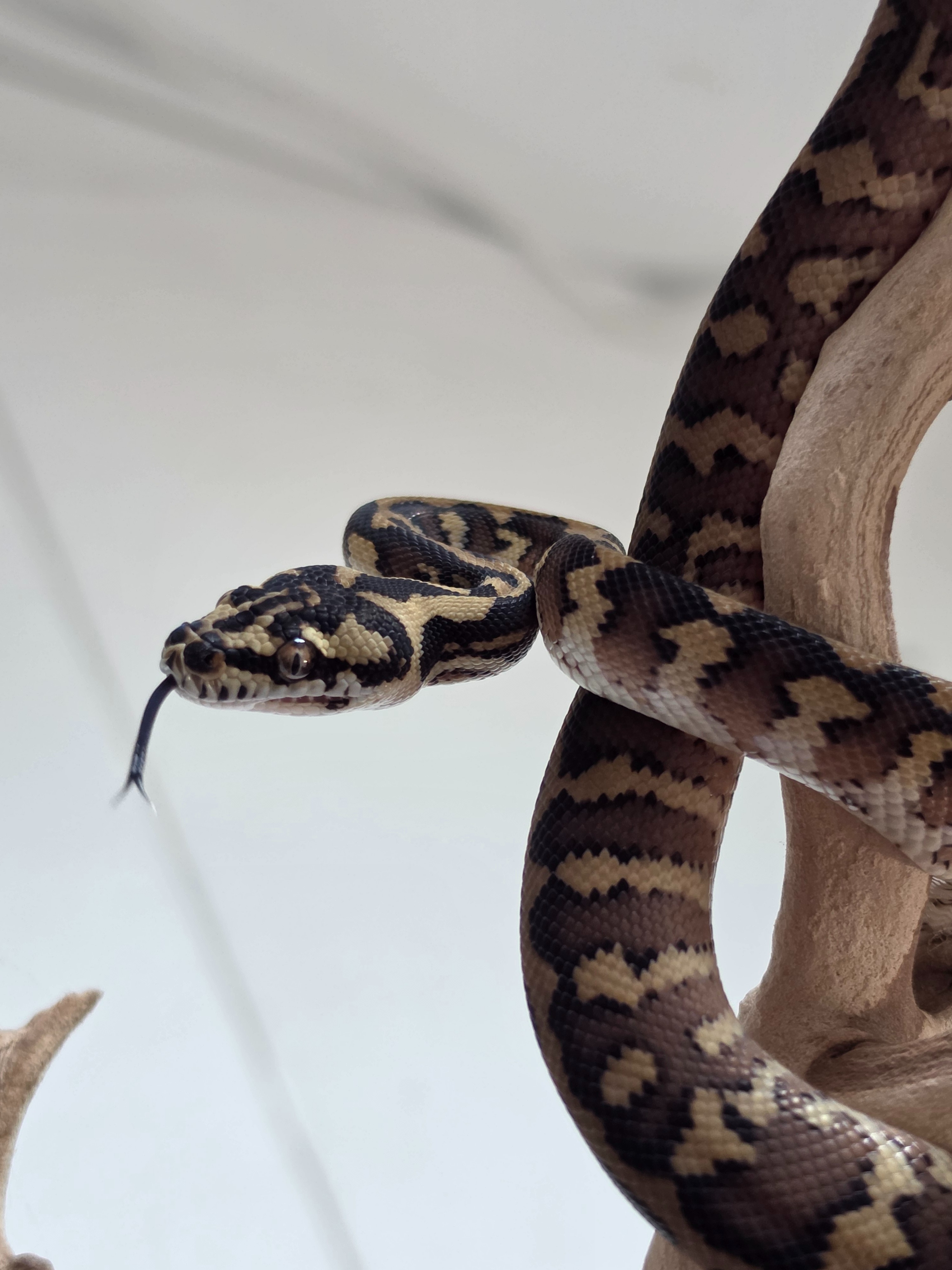 animal image